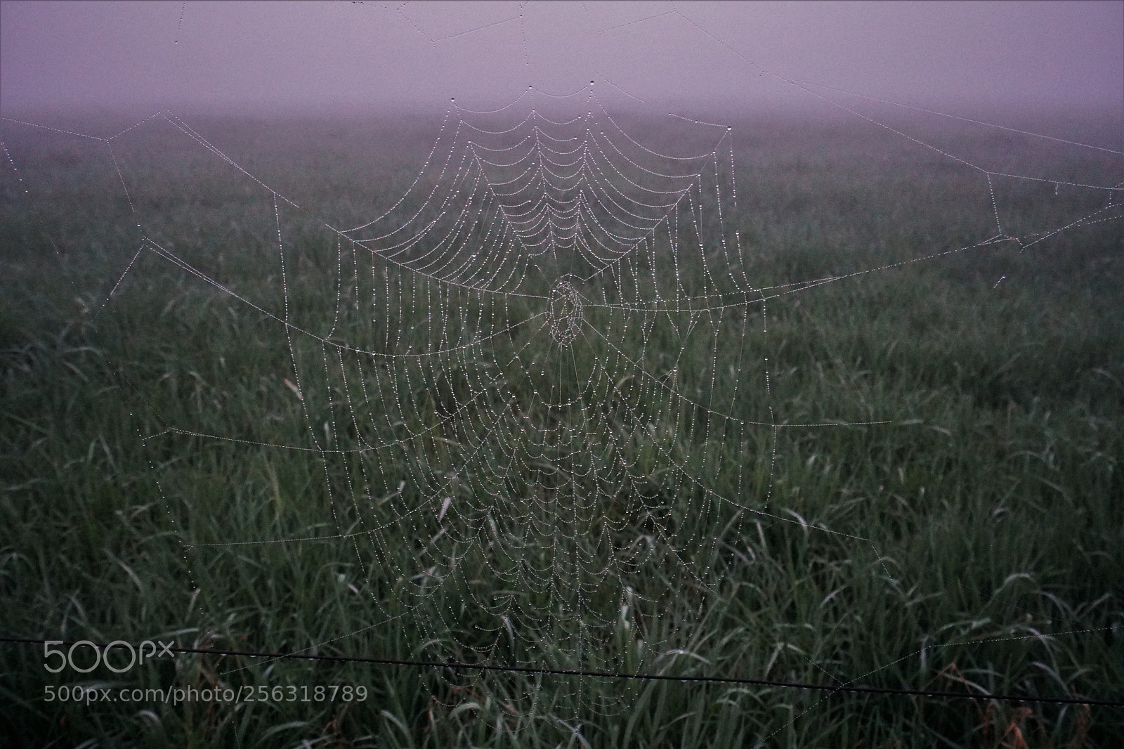Sony a6500 sample photo. Spiderweb in the morning photography