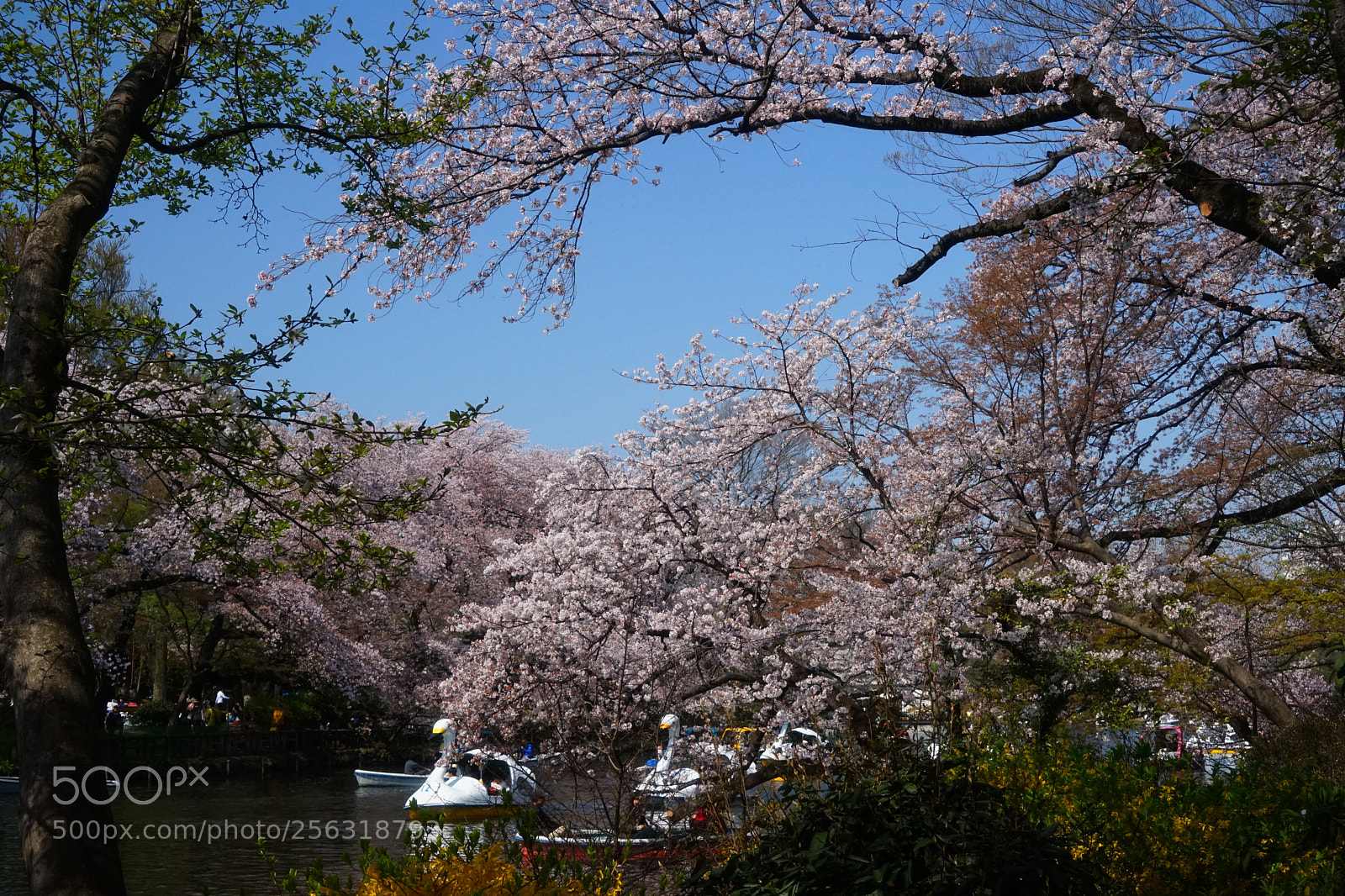 Sony a7 sample photo. Spring with sakura photography