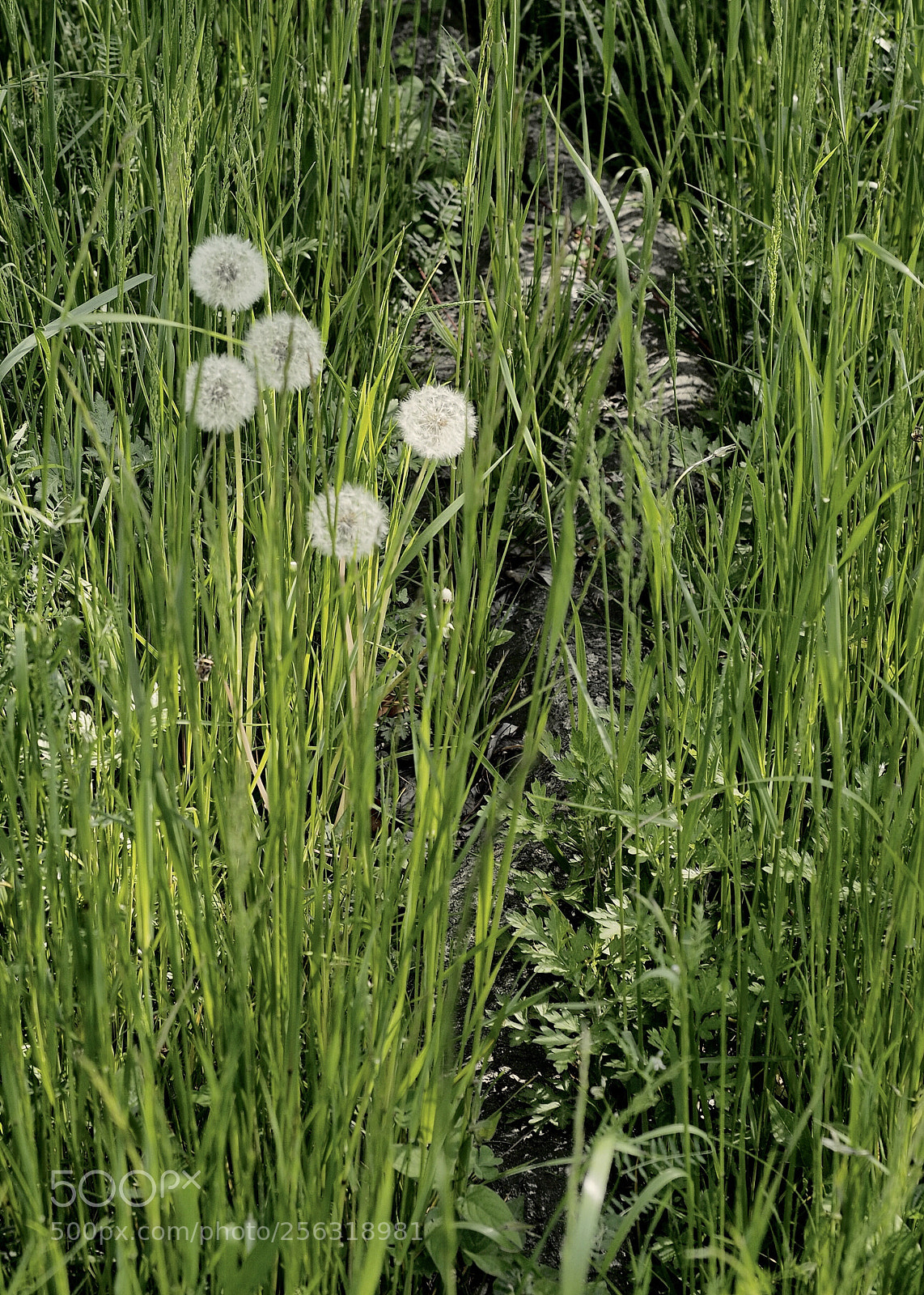 Olympus OM-D E-M5 II sample photo. Dandelions photography