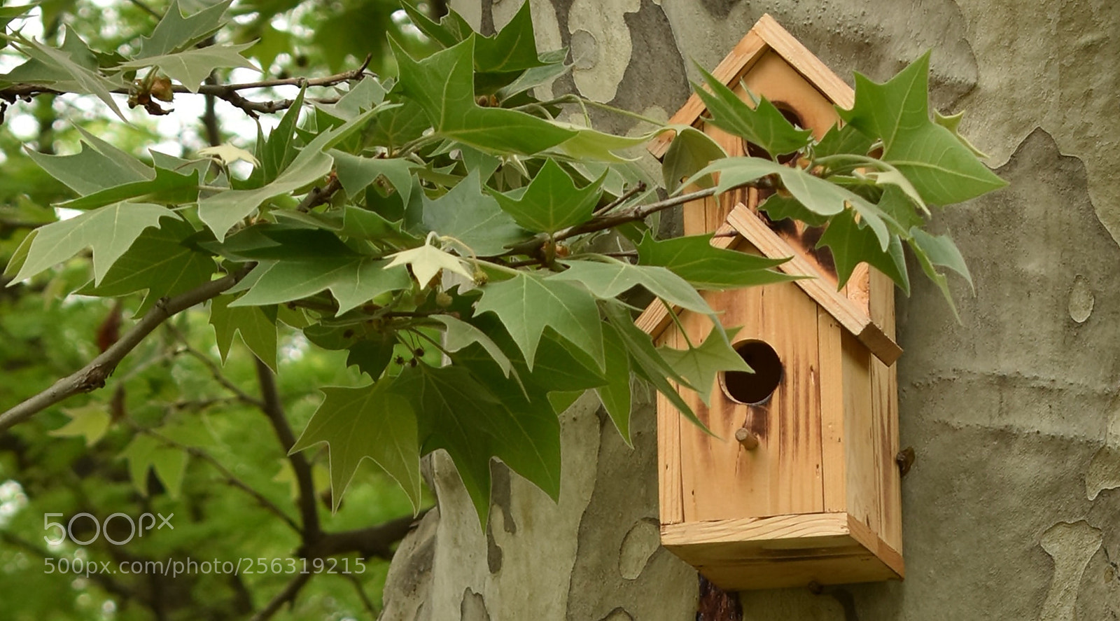 Nikon D3400 sample photo. Bird house photography