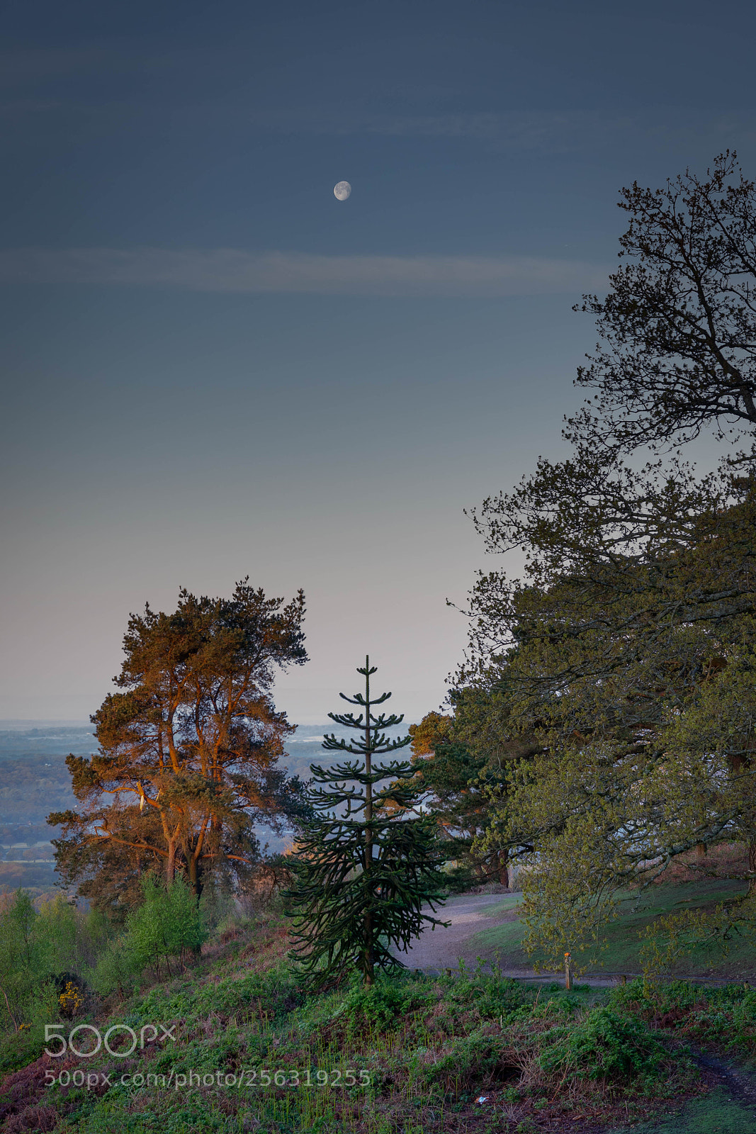Canon EOS 77D (EOS 9000D / EOS 770D) sample photo. Leith hill photography