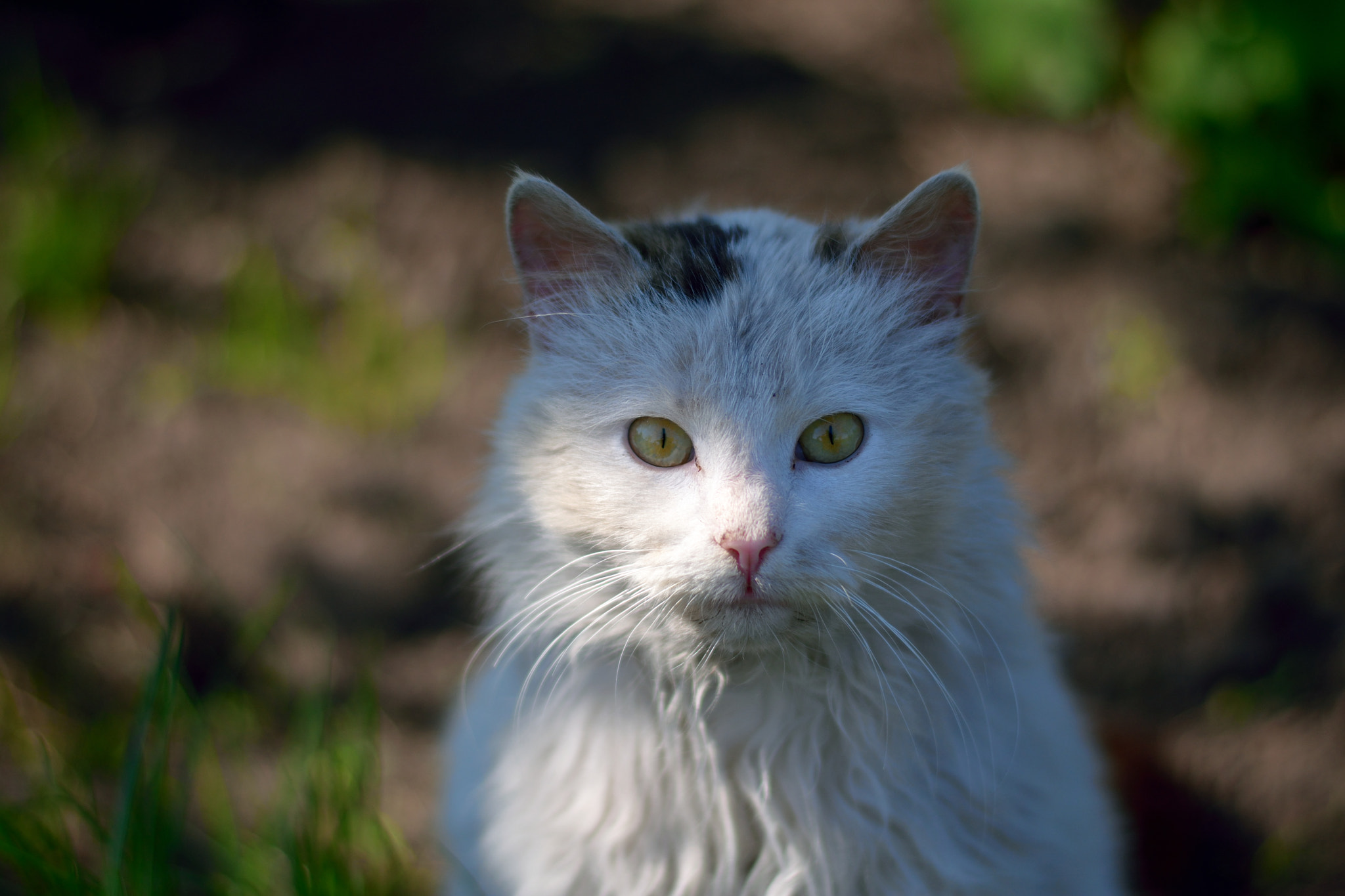 Nikon AF-S Nikkor 50mm F1.8G sample photo. Бармалей photography