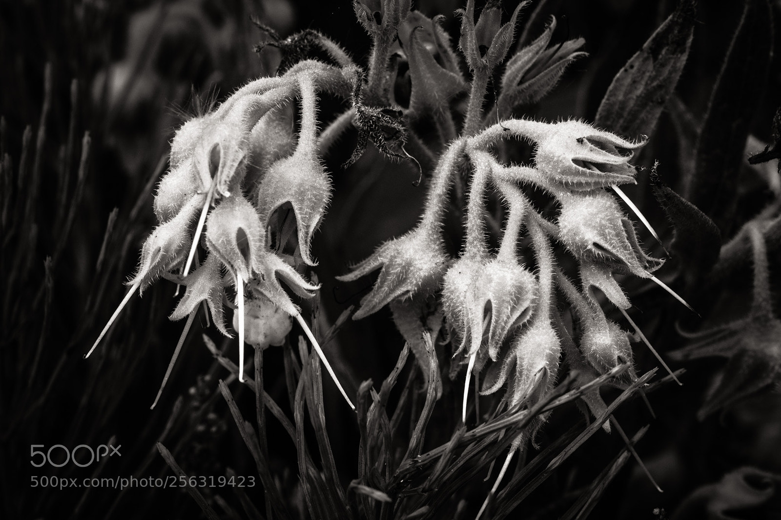 Nikon D7100 sample photo. Cannibales flowers ? photography