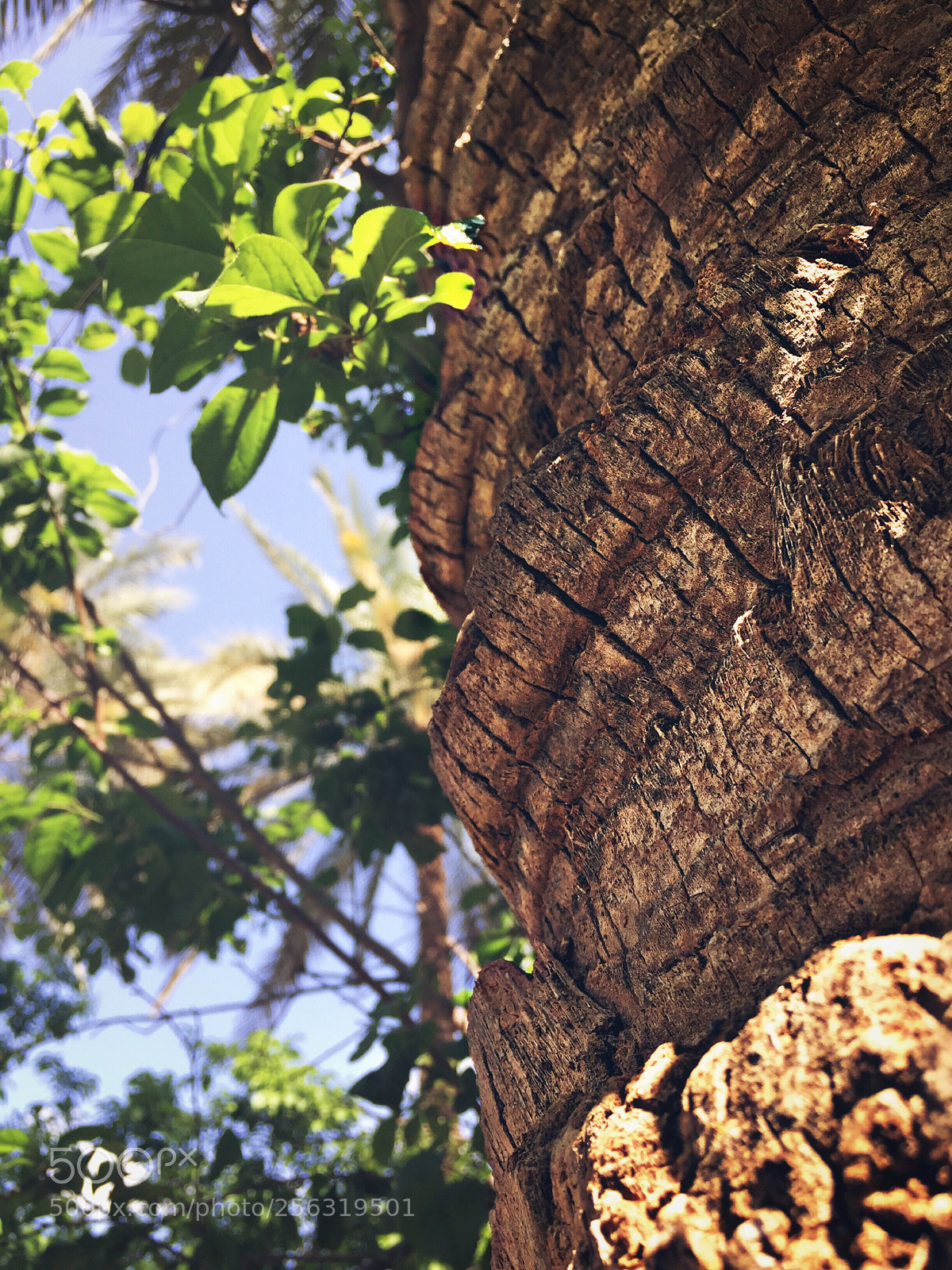 Apple iPhone 6 Plus sample photo. Untitled photography