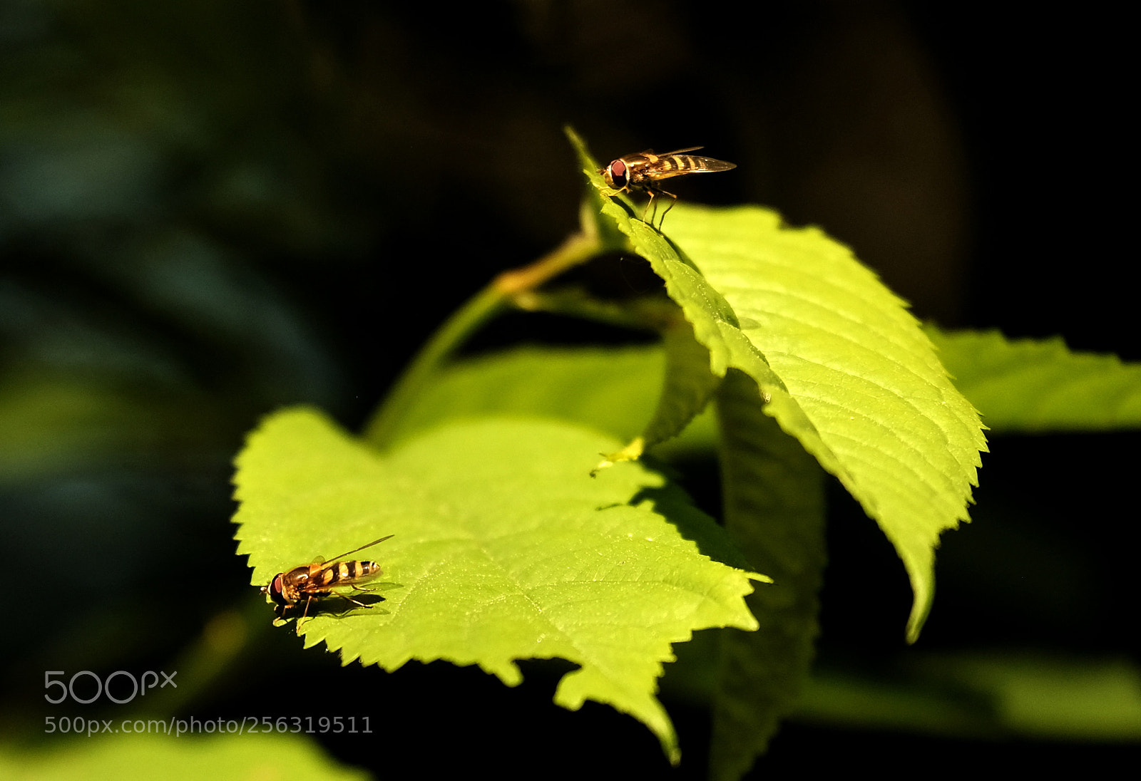 Fujifilm X-Pro2 sample photo. Two wild bees. photography