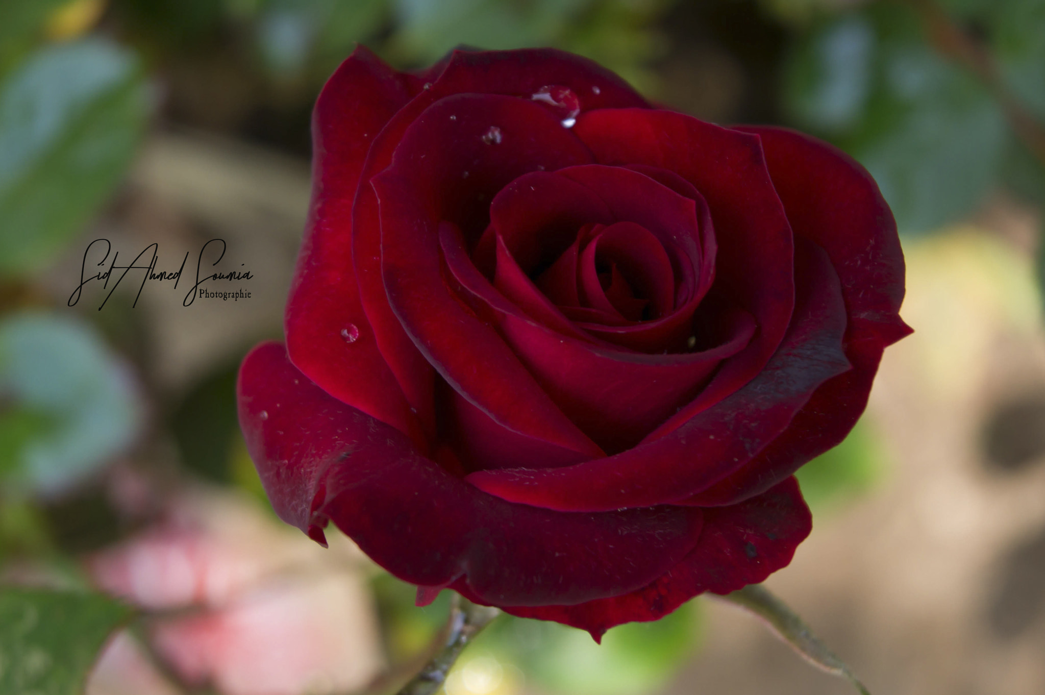 Sony Alpha DSLR-A450 sample photo. Flower photography