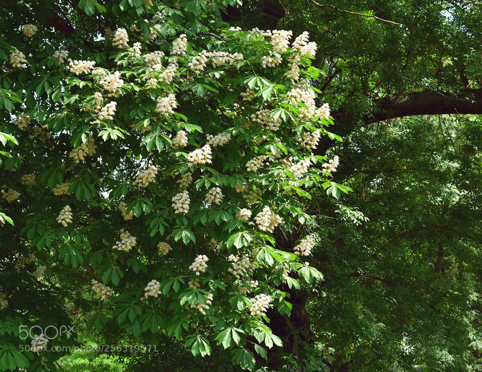 Nikon D3400 sample photo. Flowering chestnut tree photography