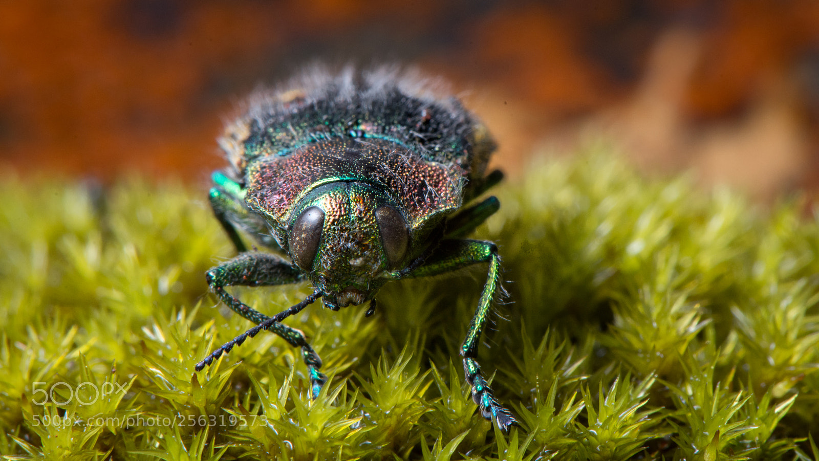 Nikon D7200 sample photo. A small litmus insect photography