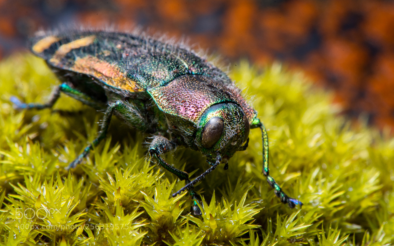 Nikon D7200 sample photo. A small litmus insect photography