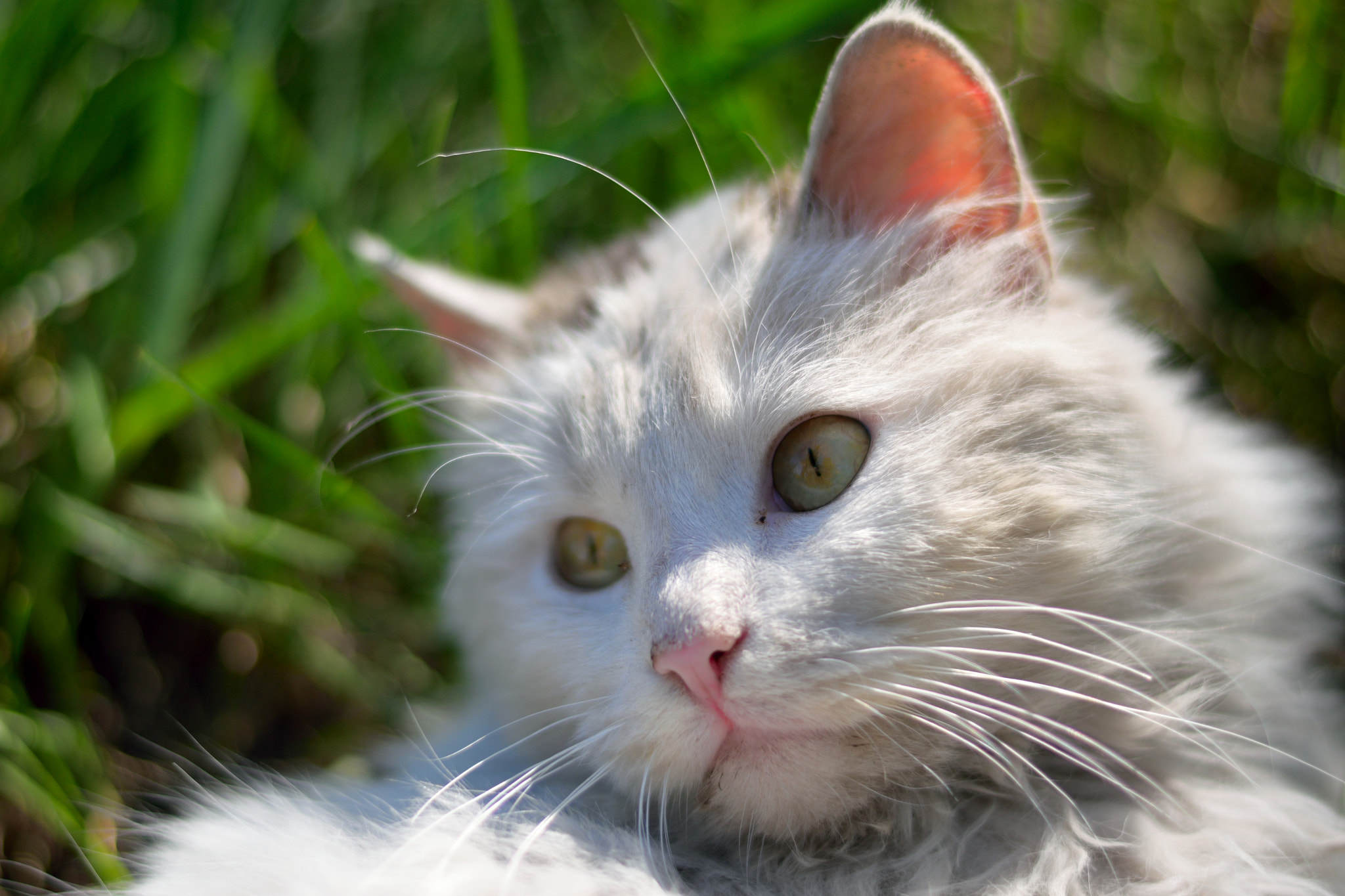 Nikon AF-S Nikkor 50mm F1.8G sample photo. Кот photography