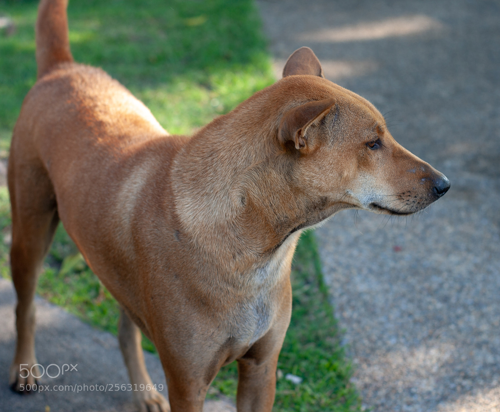 Canon EOS 400D (EOS Digital Rebel XTi / EOS Kiss Digital X) sample photo. Lonely lonesome street dog photography