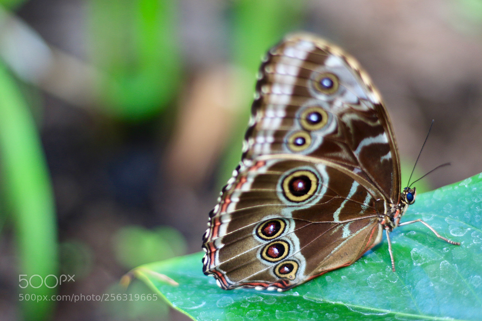 Canon EOS 650D (EOS Rebel T4i / EOS Kiss X6i) sample photo. Butterfly on leaf photography