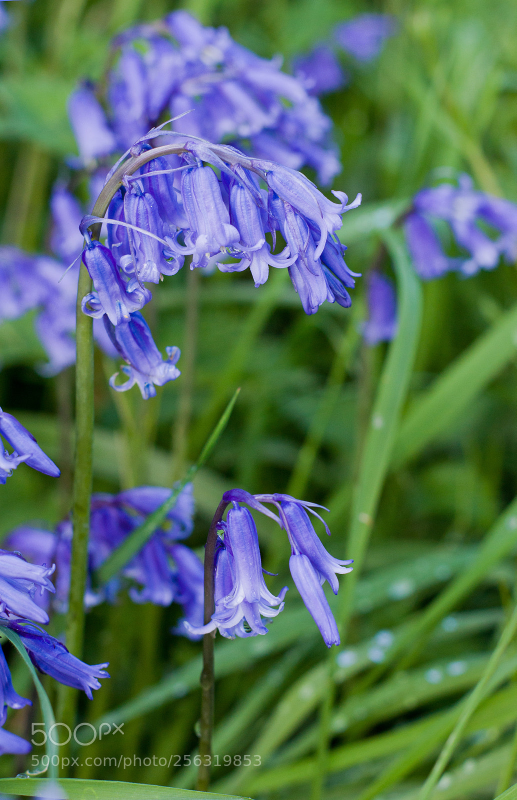 Canon EOS 500D (EOS Rebel T1i / EOS Kiss X3) sample photo. Bluebells in spring photography