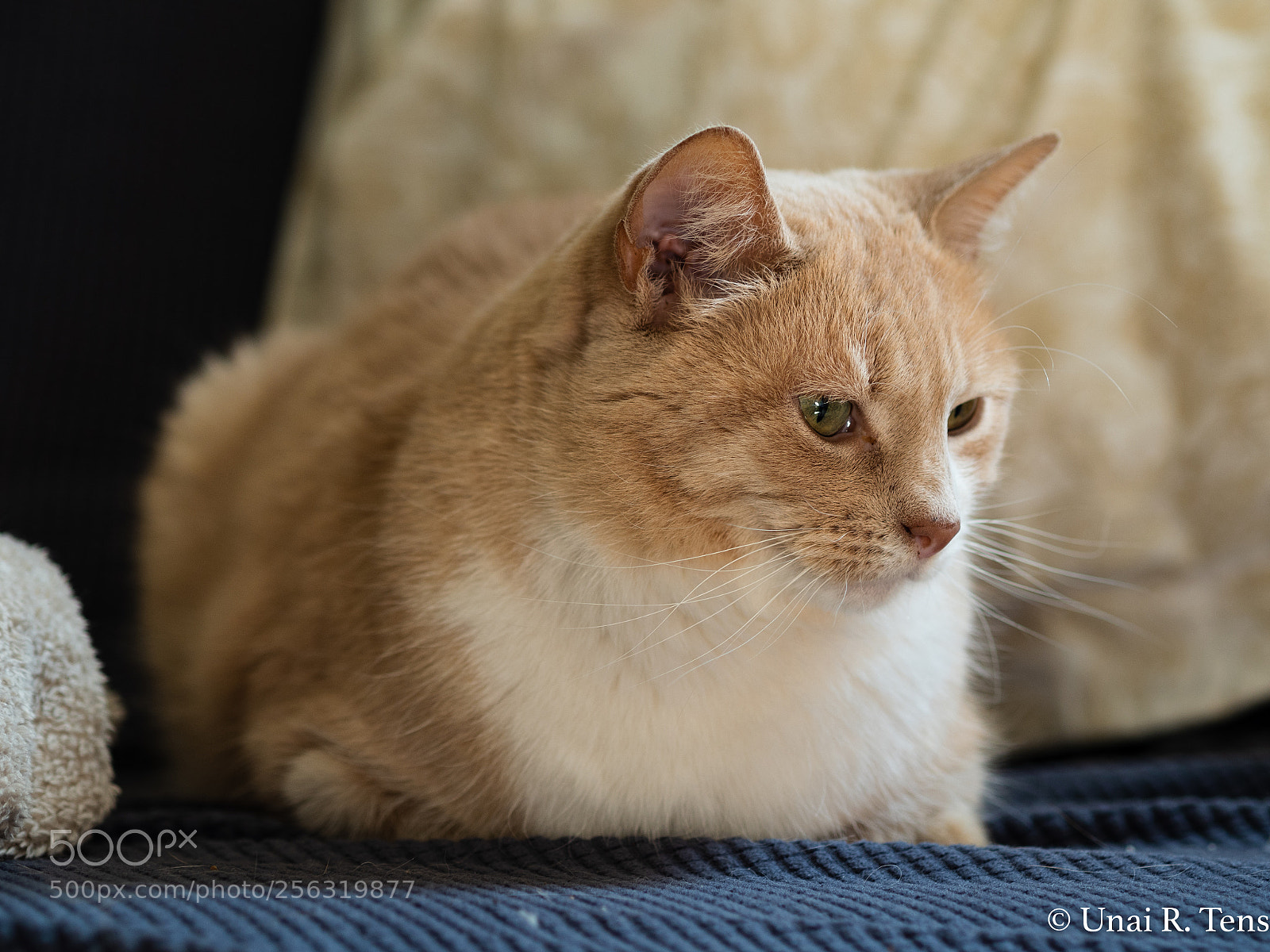 Olympus OM-D E-M5 II sample photo. Bobby photography