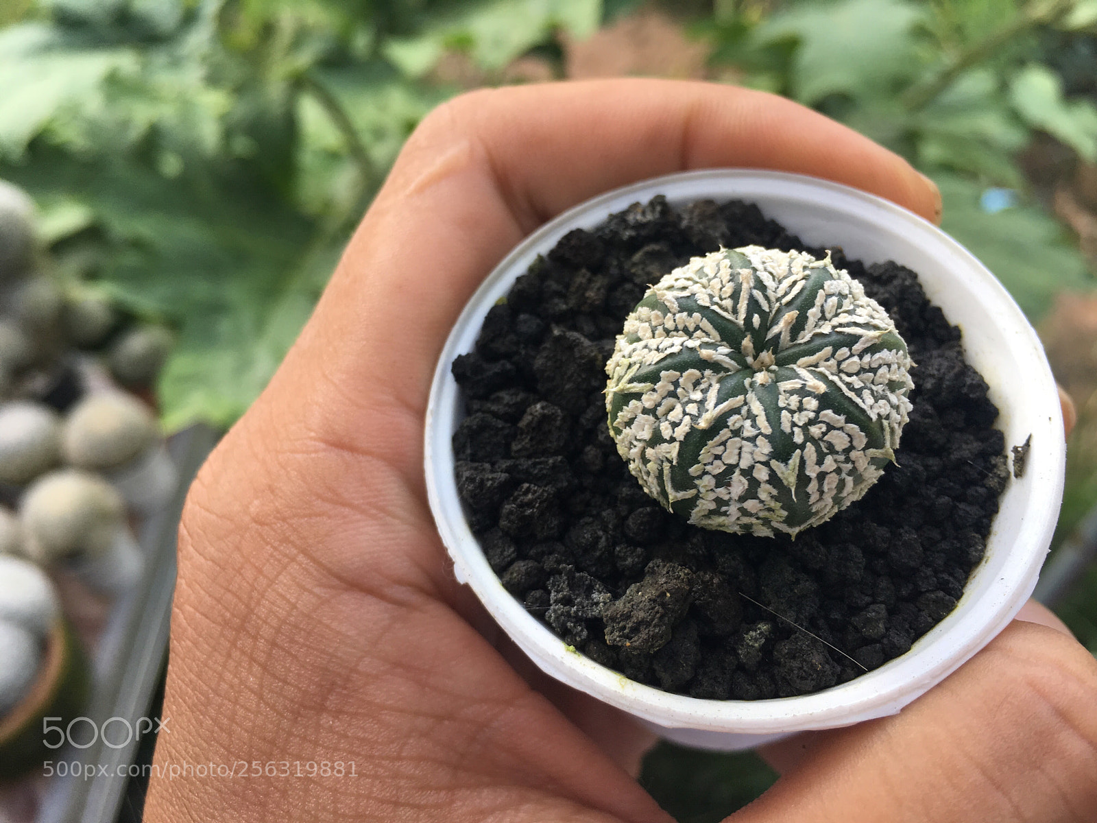 Apple iPhone 6s Plus sample photo. Astro cactus photography