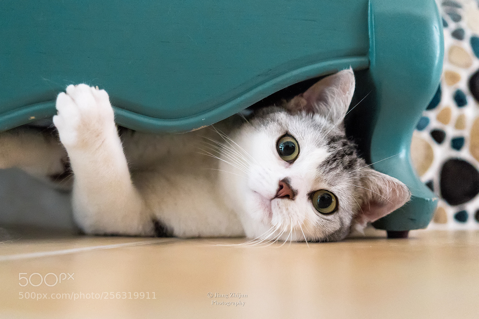 Sony a7 III sample photo. American shorthair：hey! photography