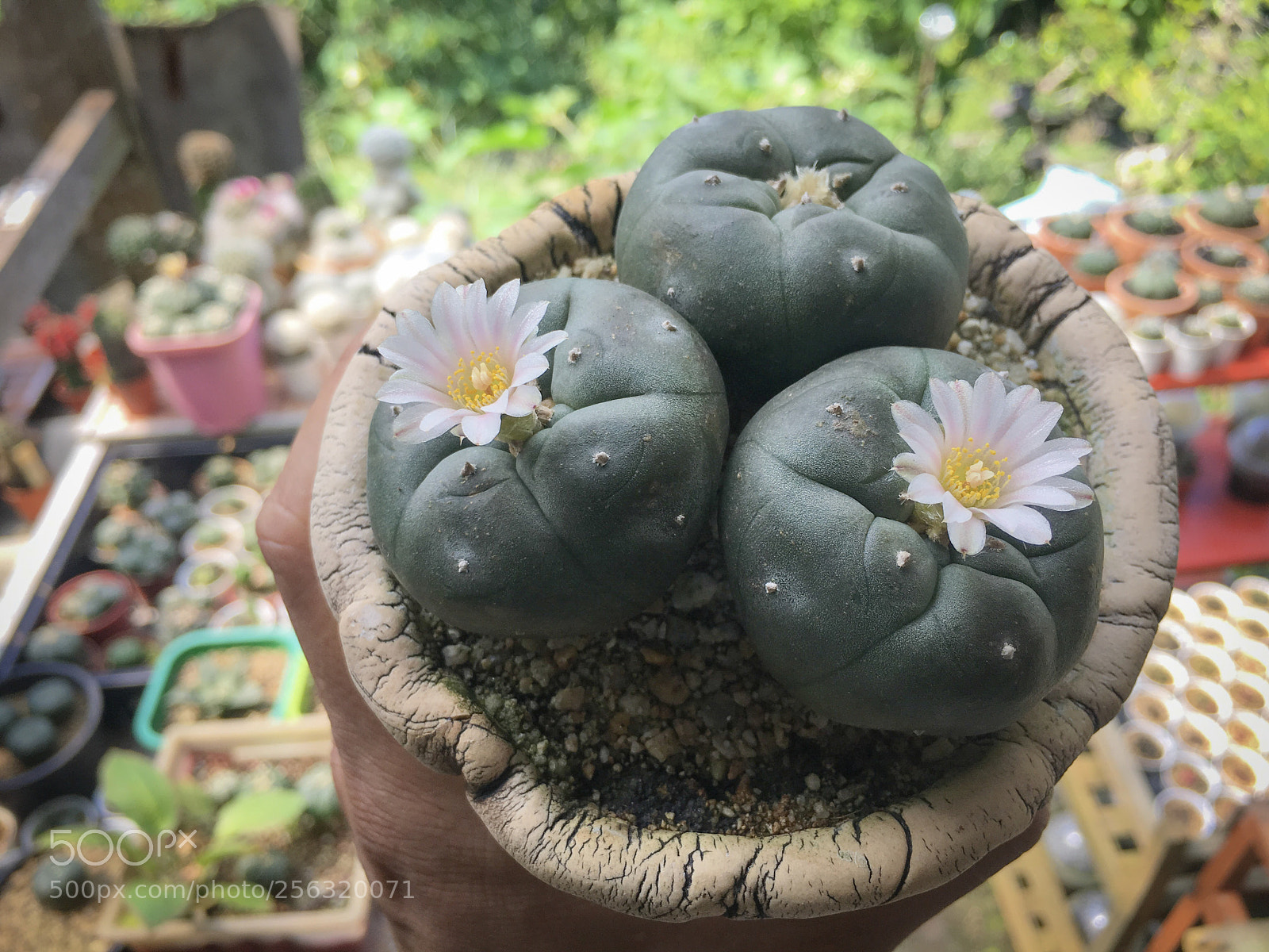 Apple iPhone 6s Plus sample photo. Lophophora williamsii photography