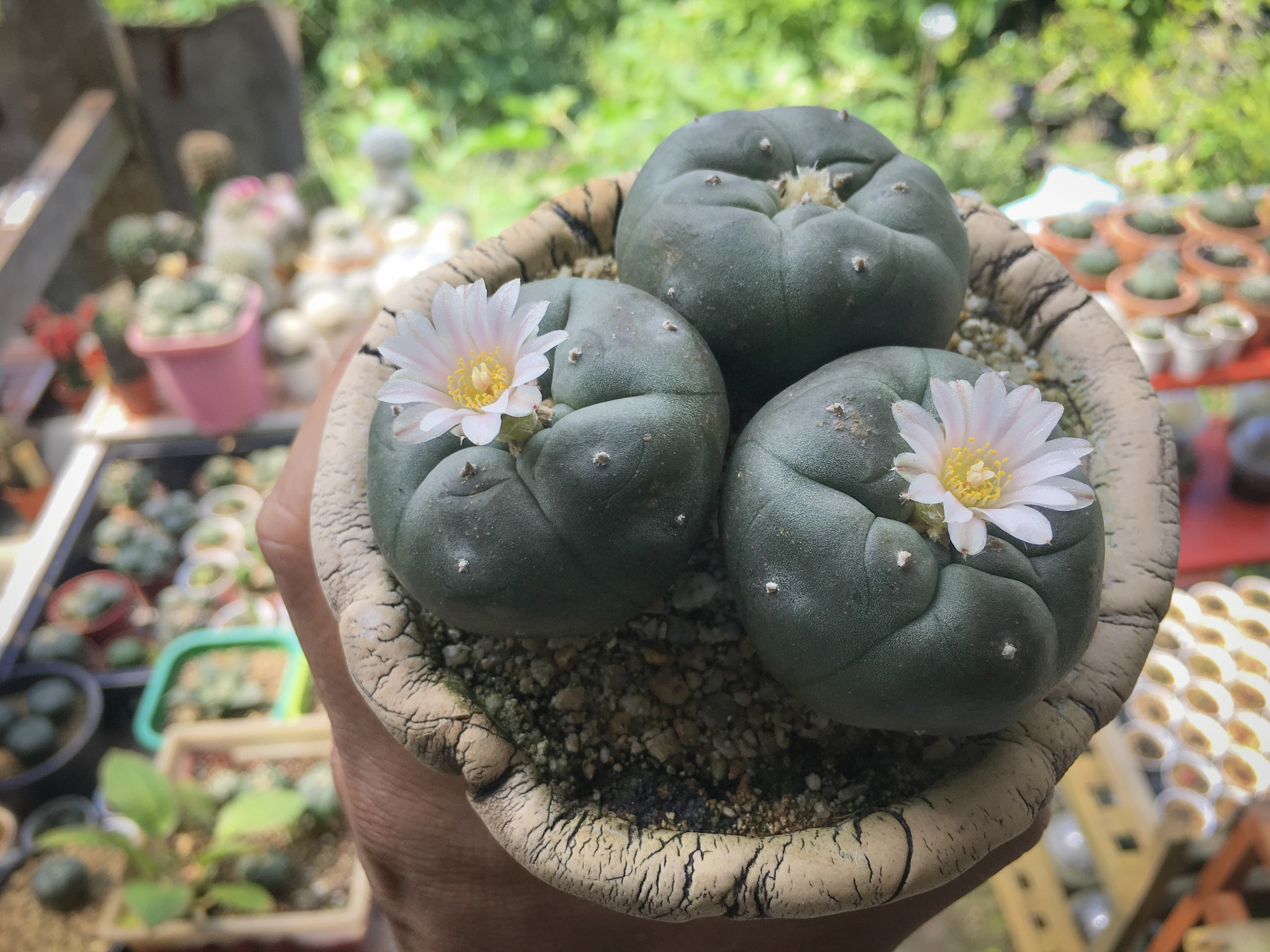 lophophora williamsii