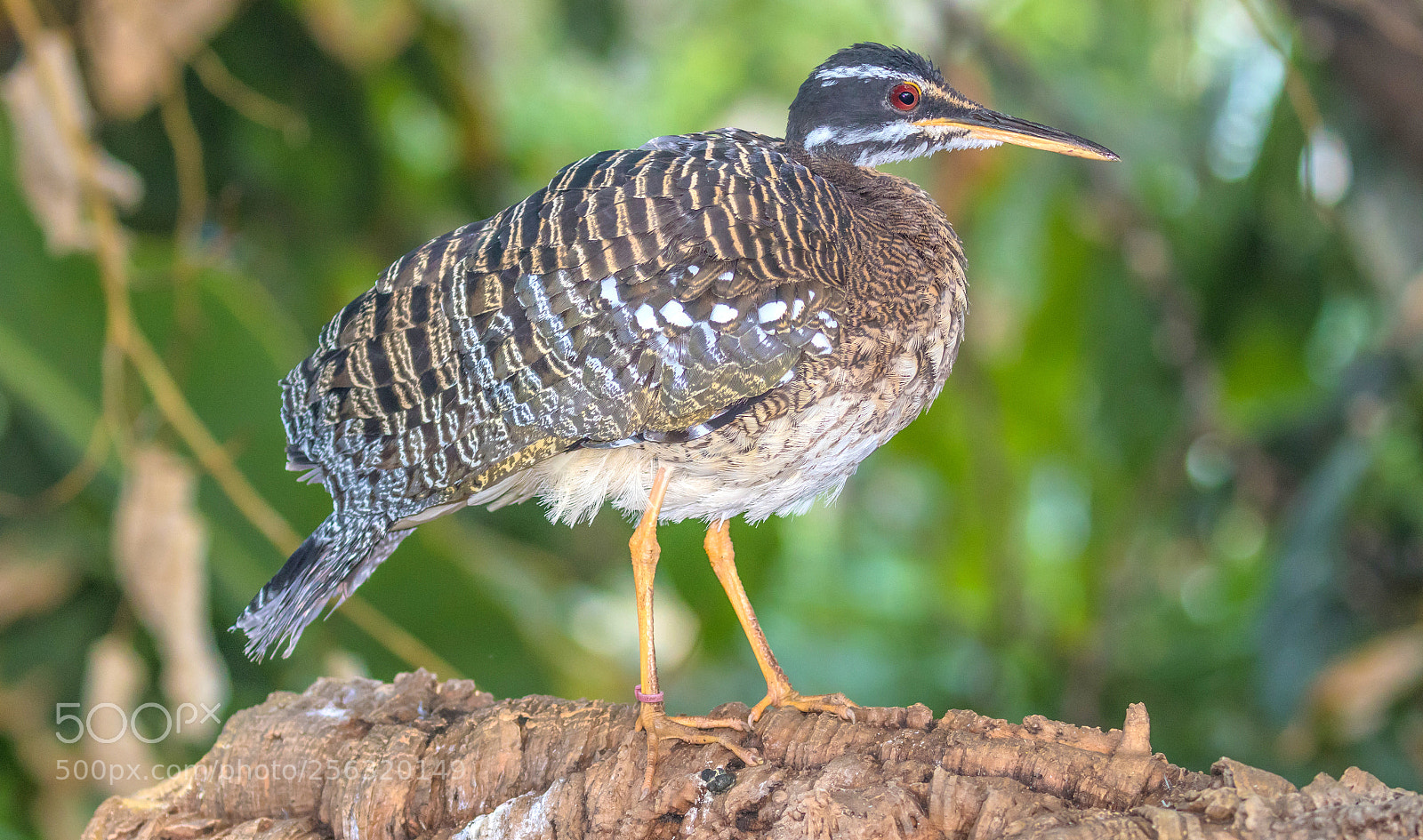 Canon EOS 80D sample photo. Sunbittern photography