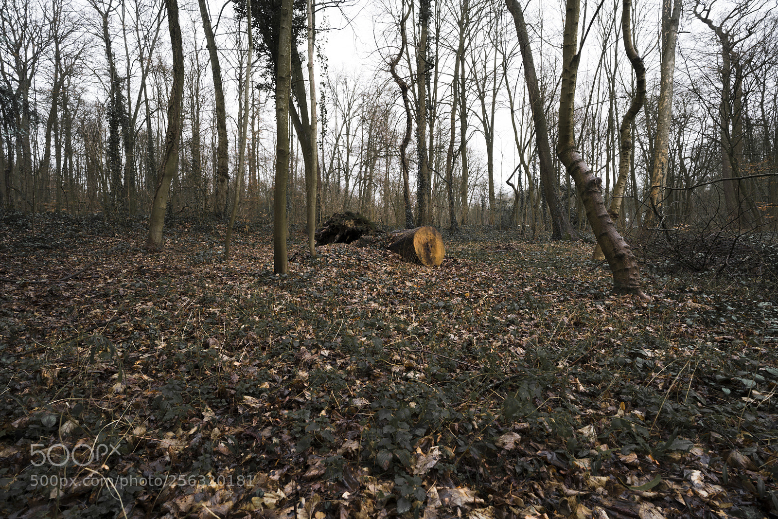 Sony a7R III sample photo. Autumn nature photography