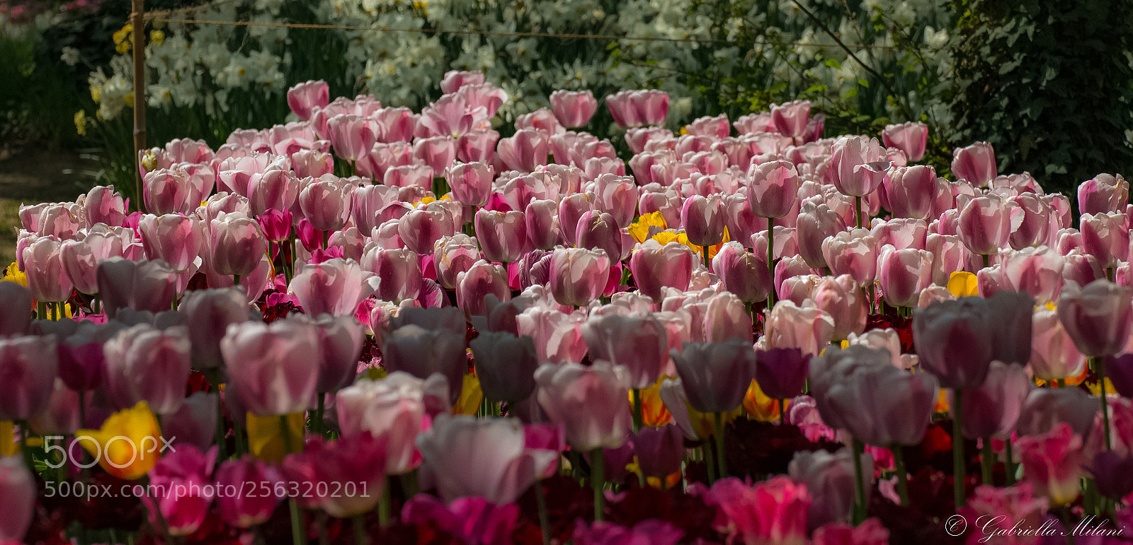 Canon EOS 70D sample photo. Tulips photography
