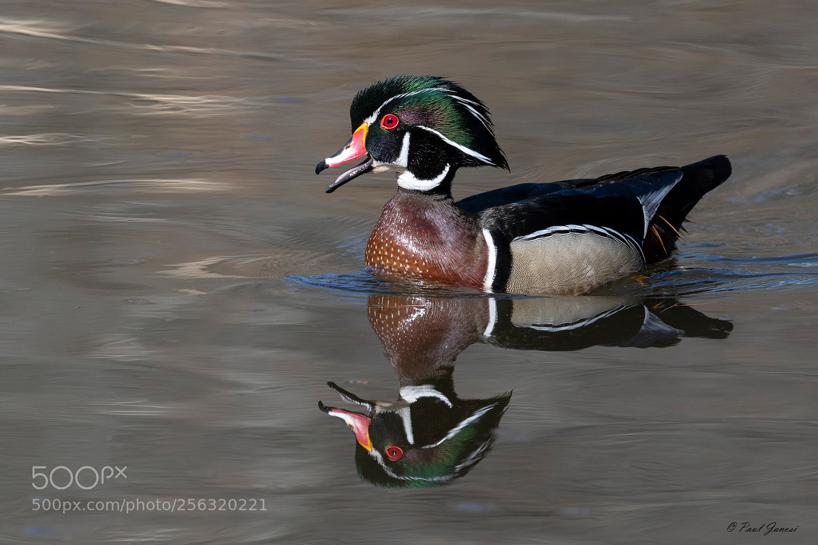 Nikon D850 sample photo. Wood duck drake reflection photography