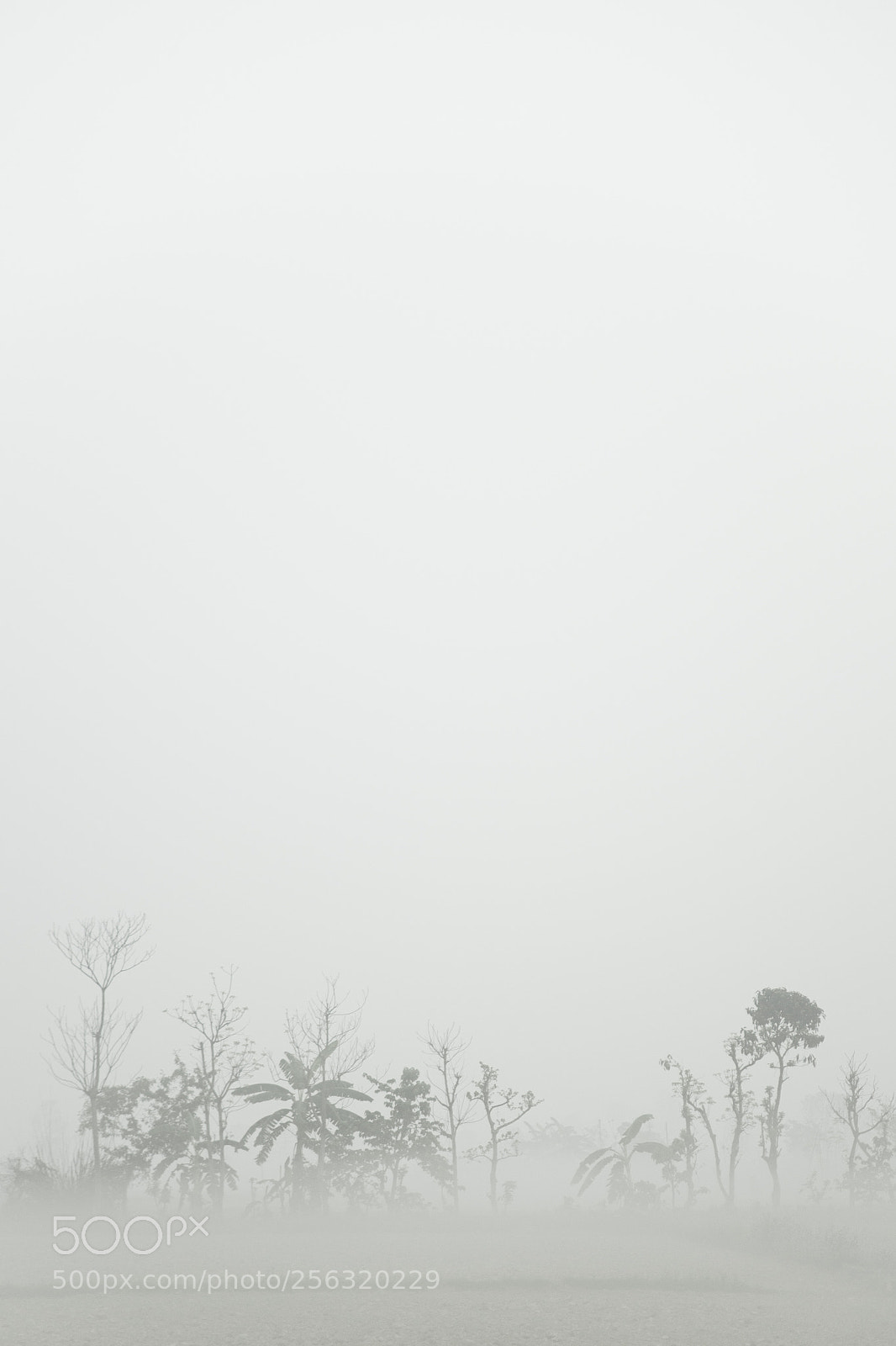 Nikon D610 sample photo. Fog photography
