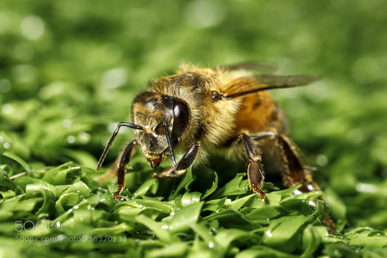 Canon EOS 5D Mark IV sample photo. Bee on grass photography