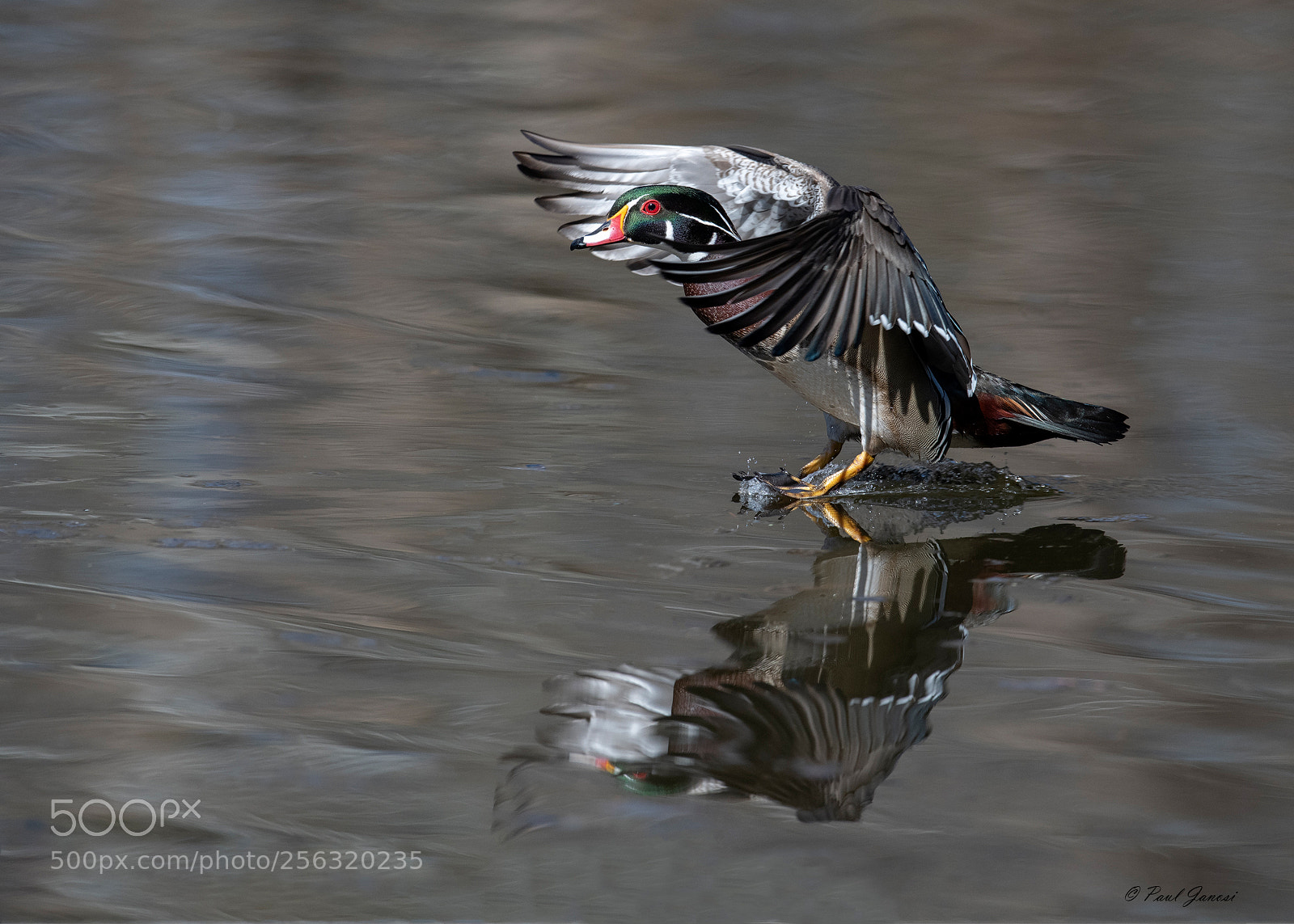 Nikon D850 sample photo. Wood duck drake landing photography