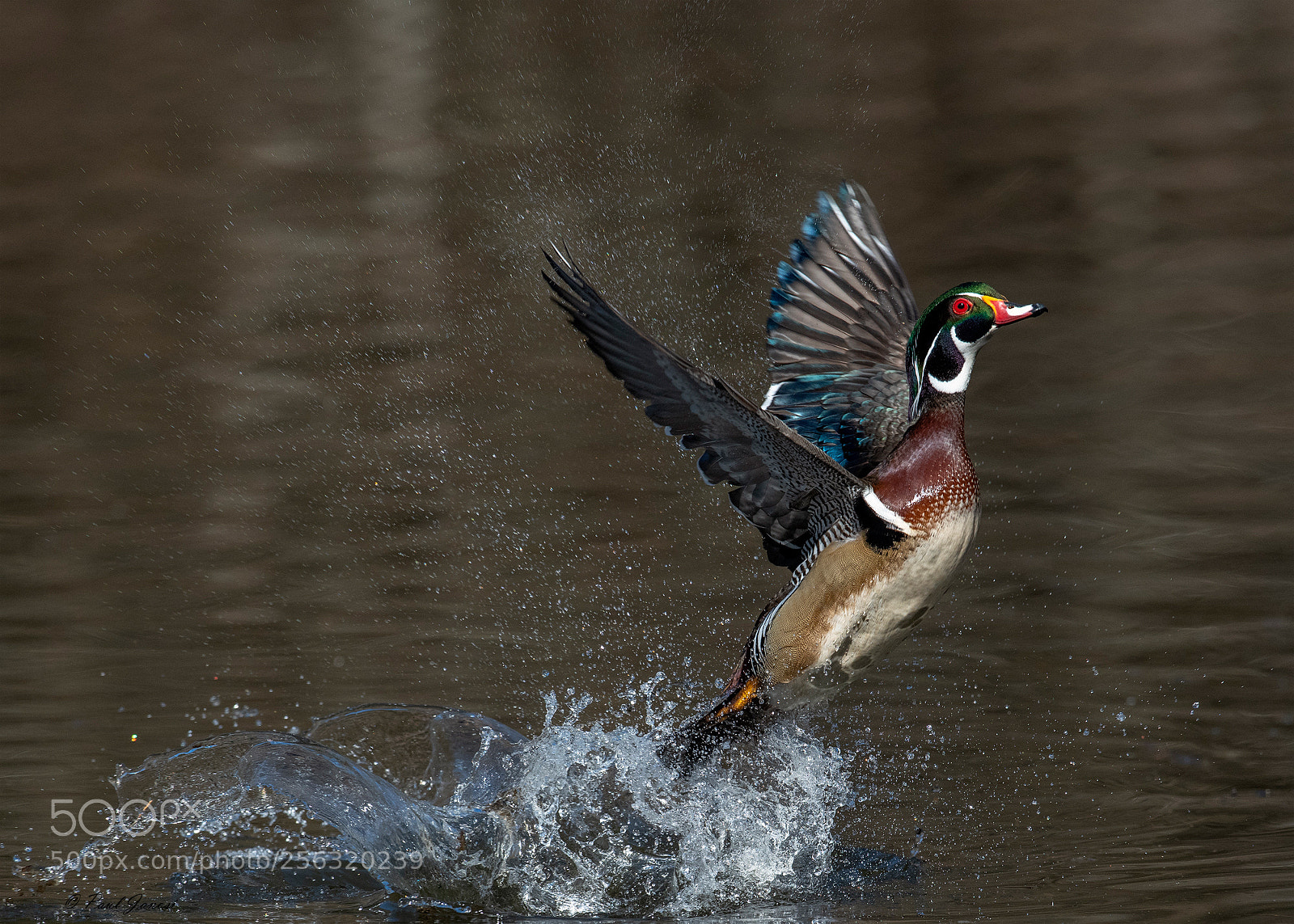 Nikon D850 sample photo. Wood duck drake take photography