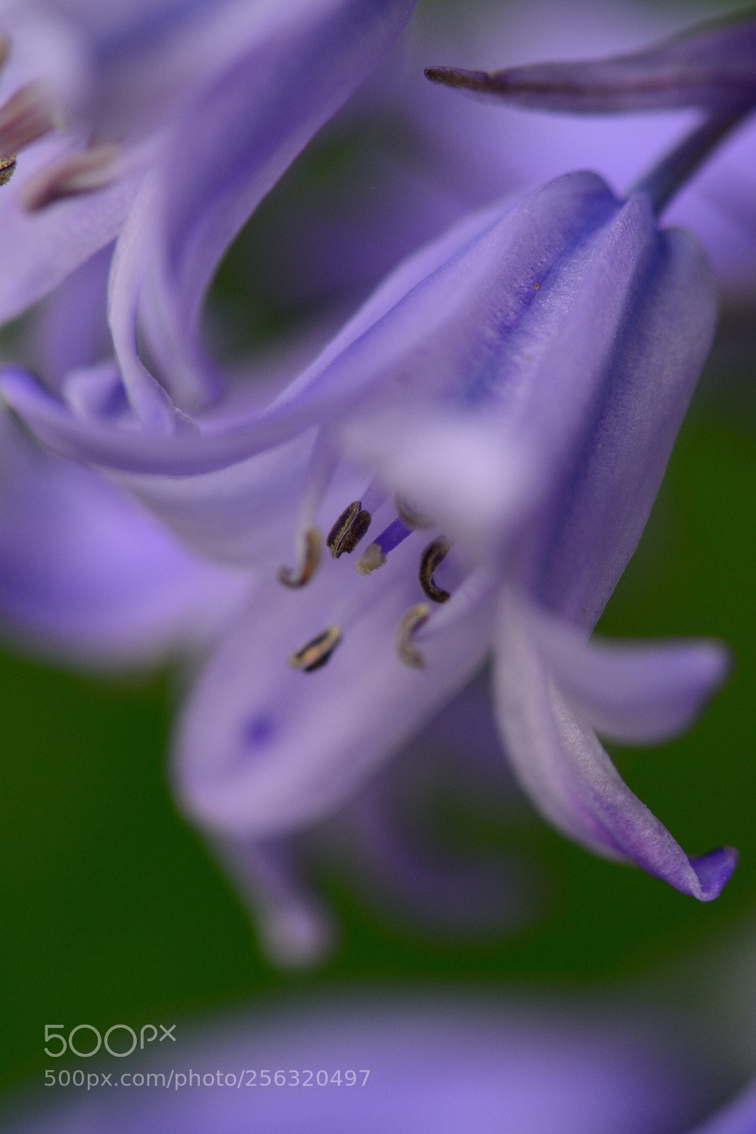 Nikon D5200 sample photo. Hyacint 2 photography