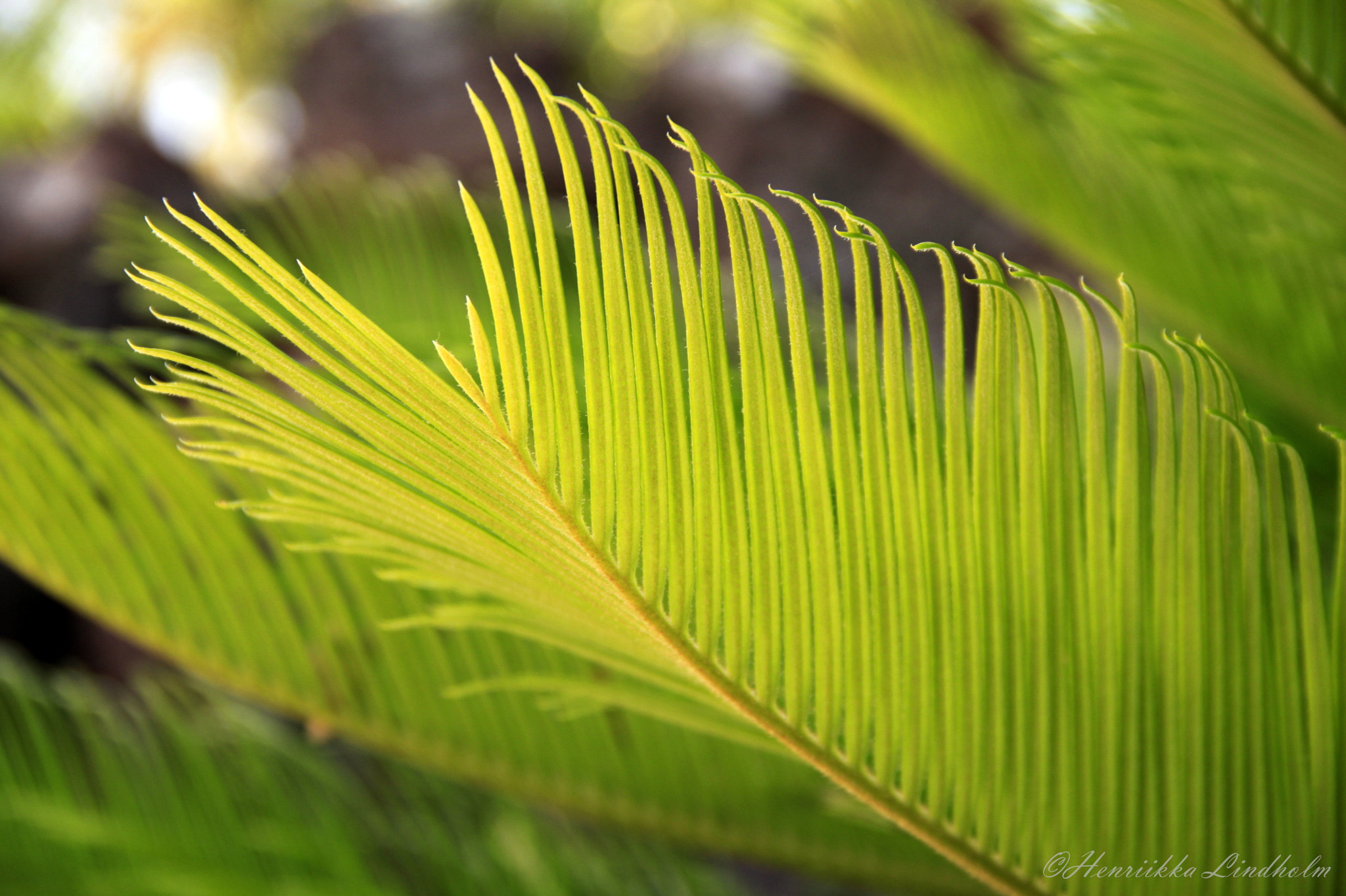 Canon EOS 500D (EOS Rebel T1i / EOS Kiss X3) sample photo. Tenerife, spain, 22.4.2014 photography