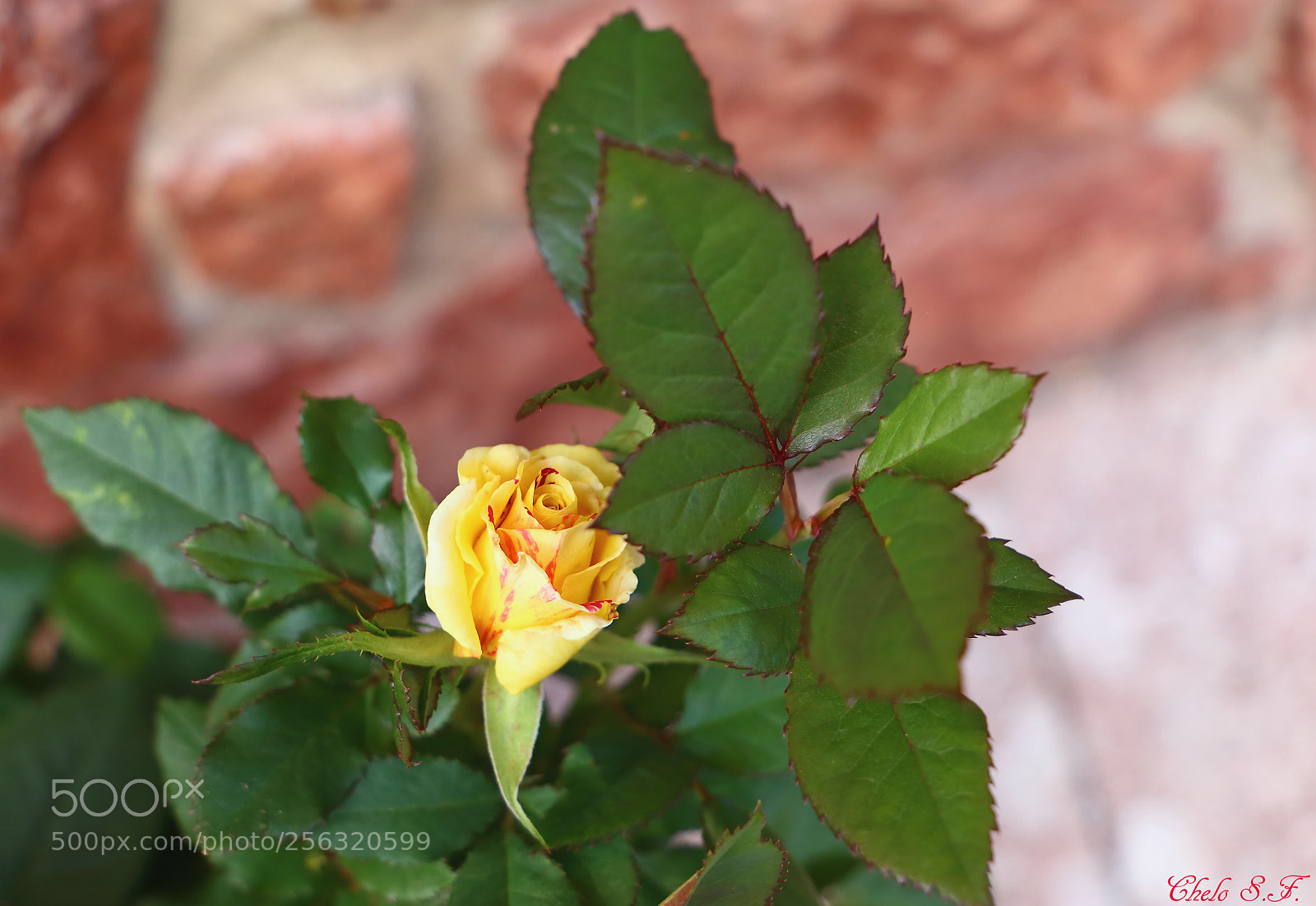 Canon EOS 6D sample photo. Untitled photography