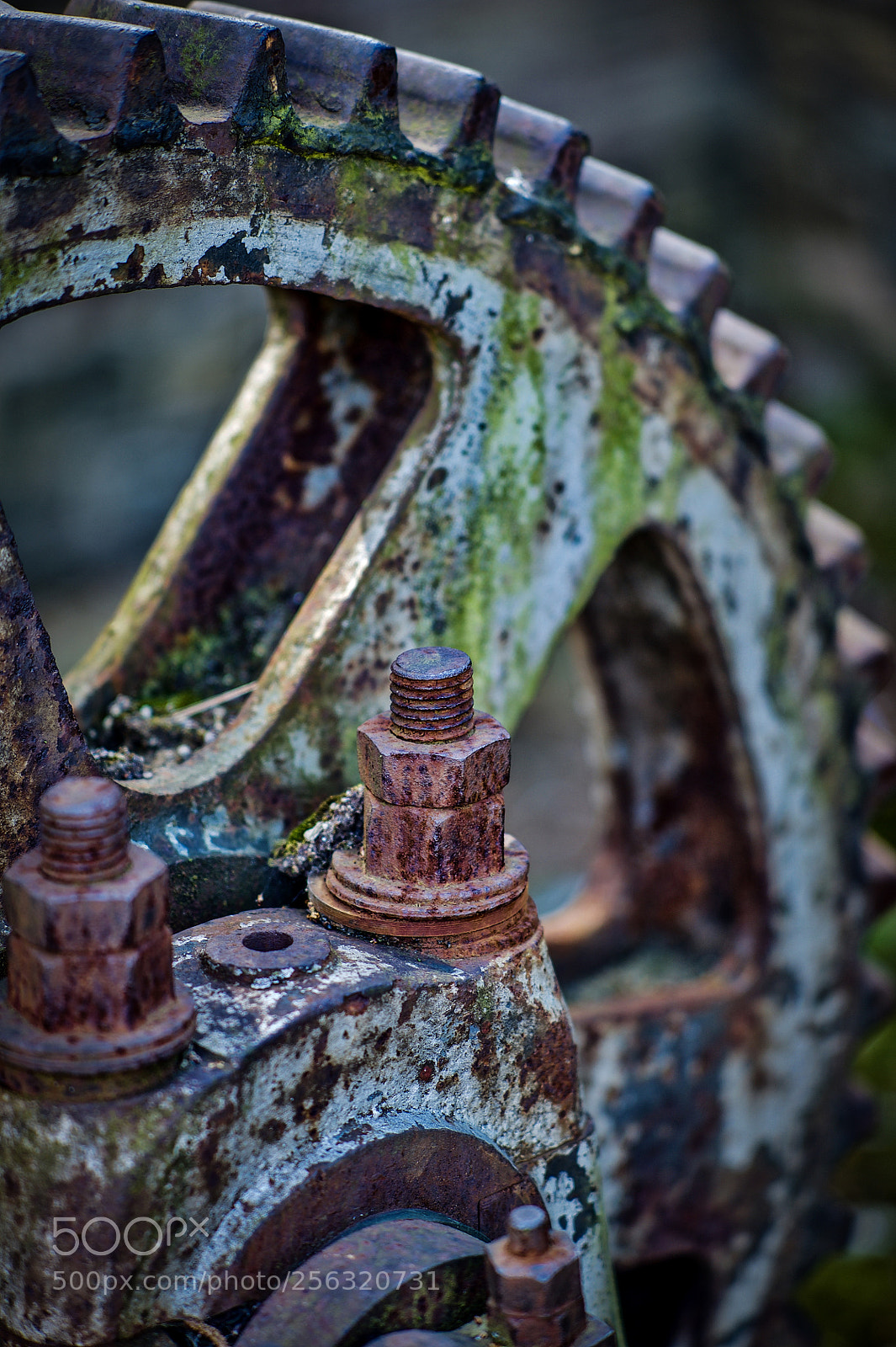 Nikon D700 sample photo. Close up photography