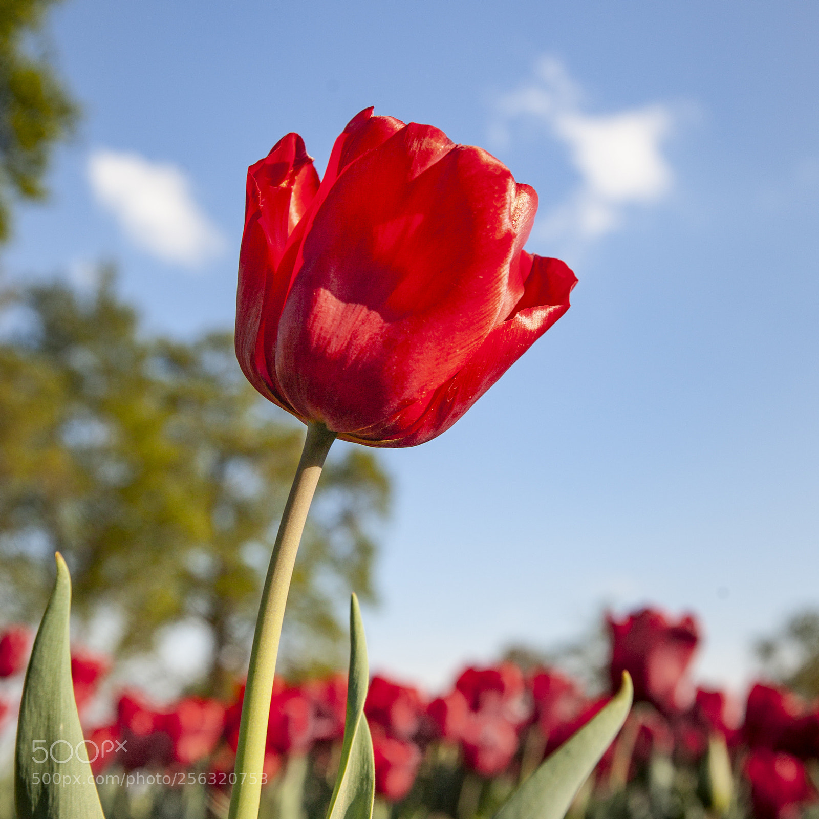Canon EOS 5D Mark II sample photo. Tulip in the sky photography