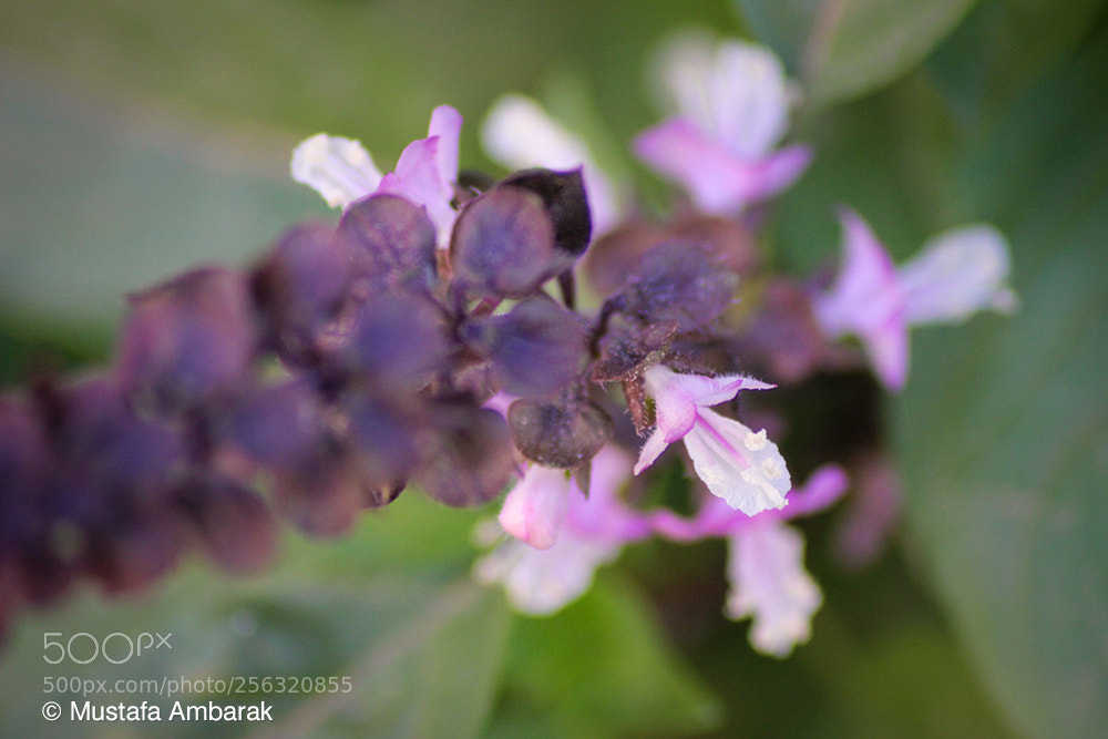 Canon EOS 550D (EOS Rebel T2i / EOS Kiss X4) sample photo. Basil flower photography