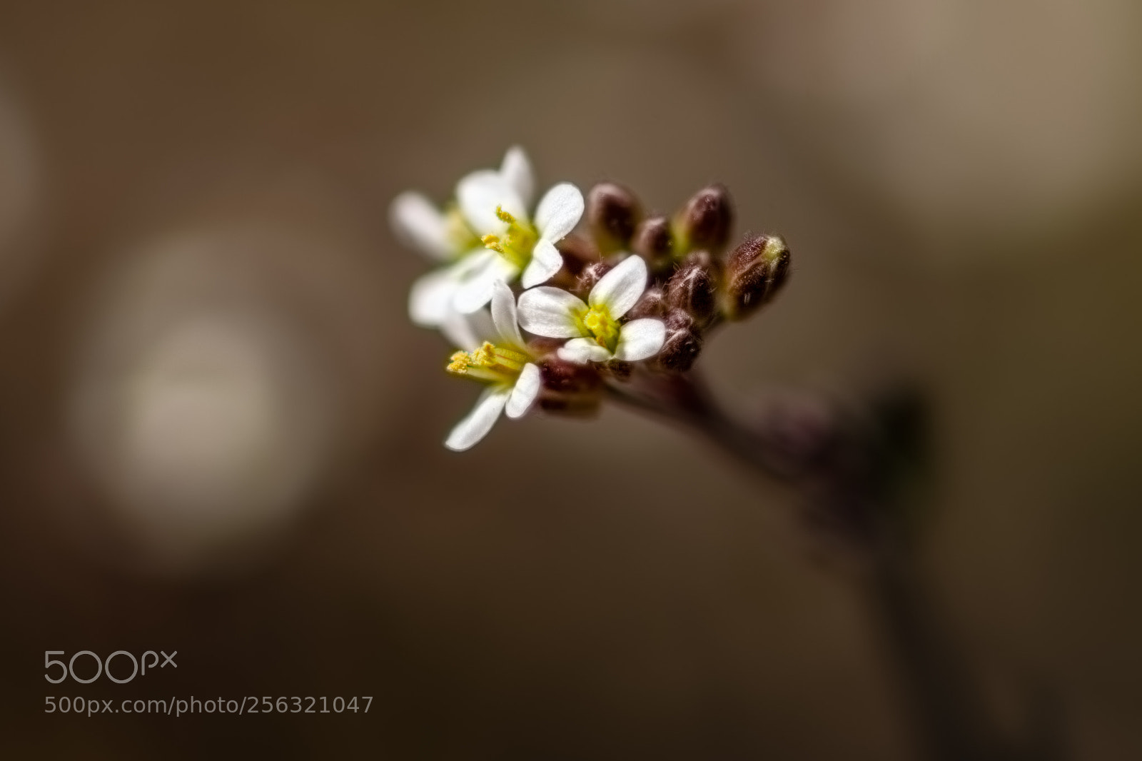 Nikon D7100 sample photo. Bloodroot #2 photography