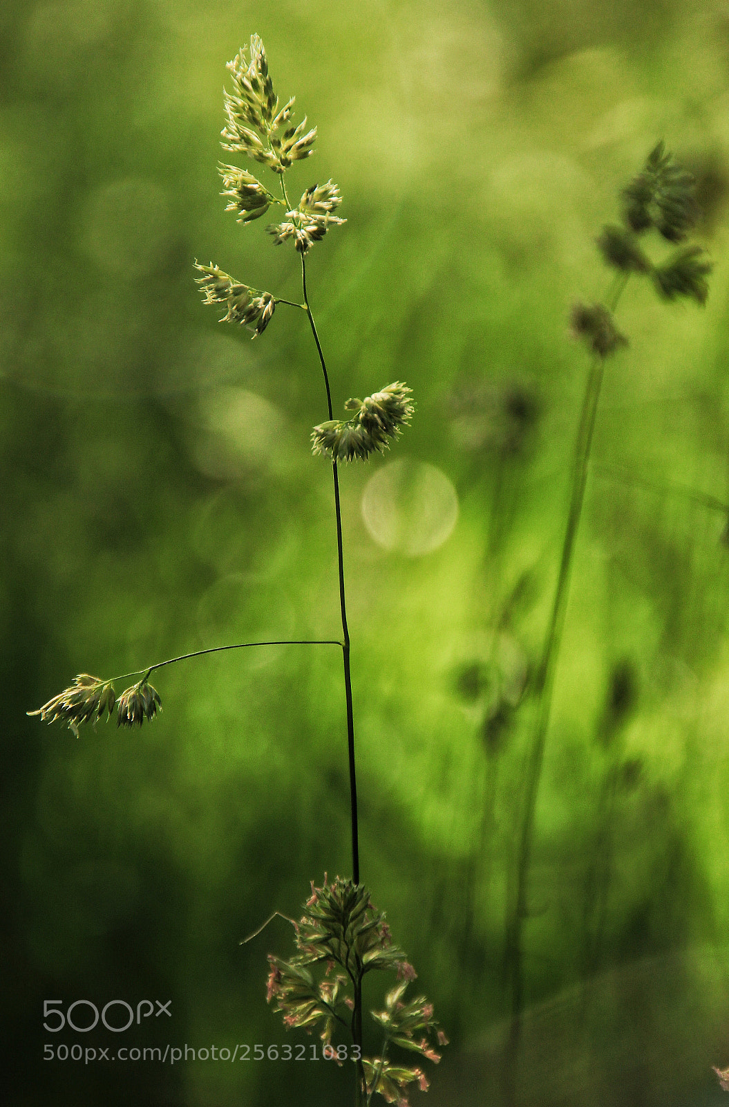 Canon EOS 60D sample photo. ...look at me... photography