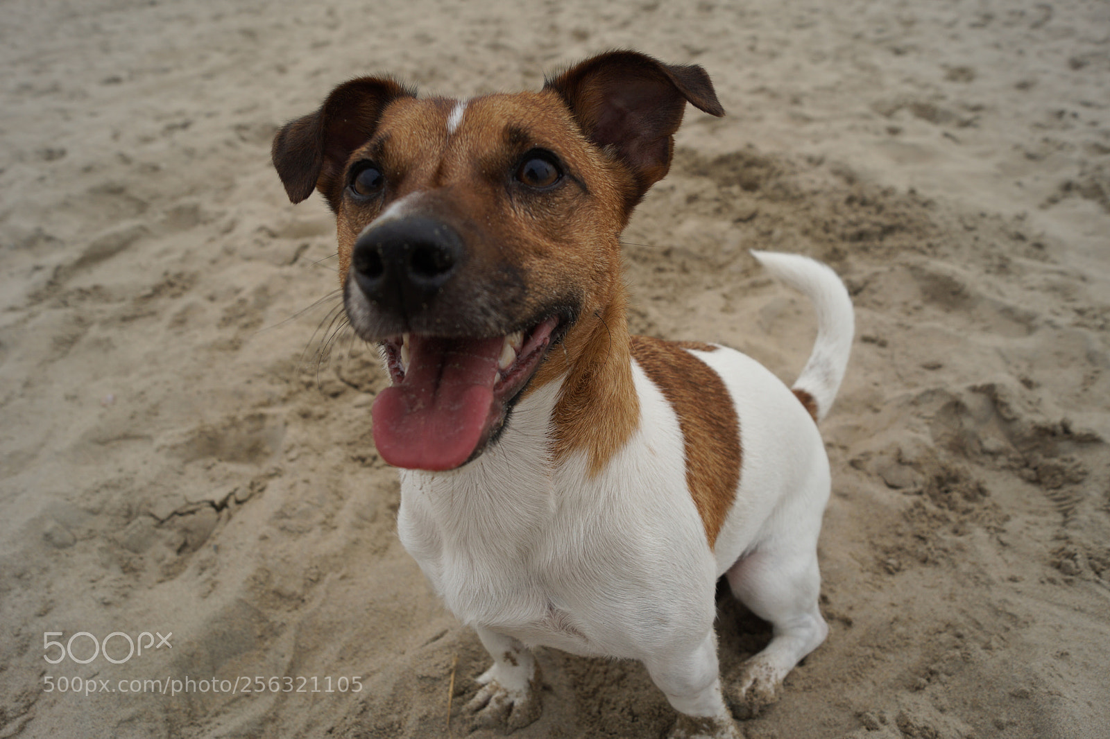 Sony SLT-A58 sample photo. Jack russel dog at photography