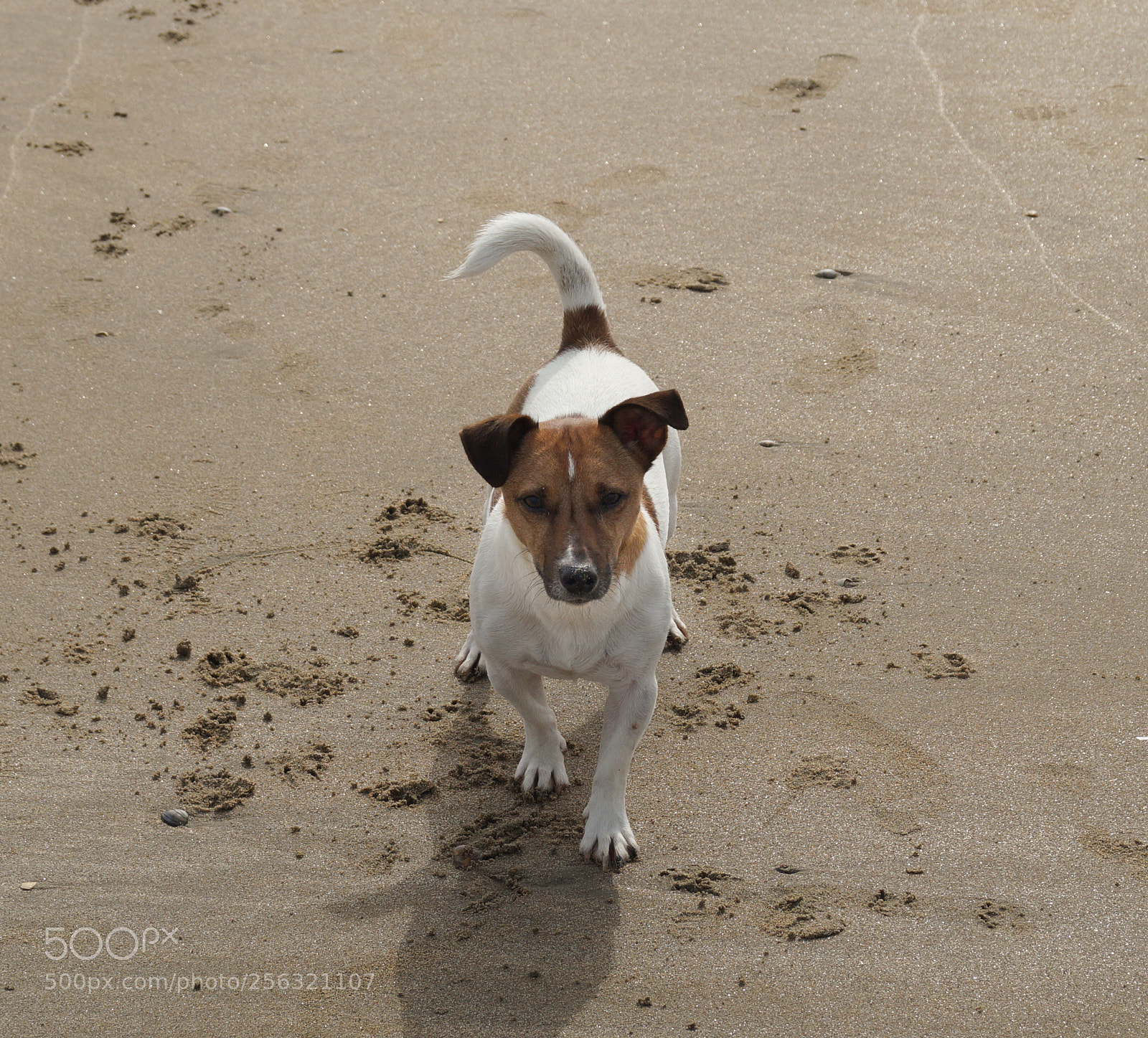 Sony SLT-A58 sample photo. Jack russel dog at photography