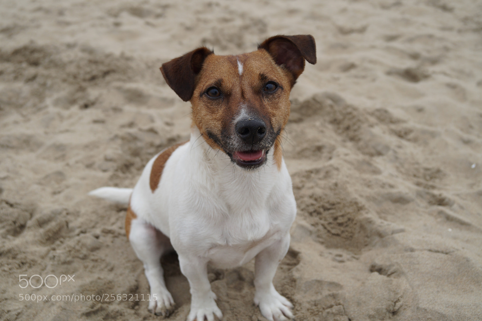 Sony SLT-A58 sample photo. Jack russel dog at photography
