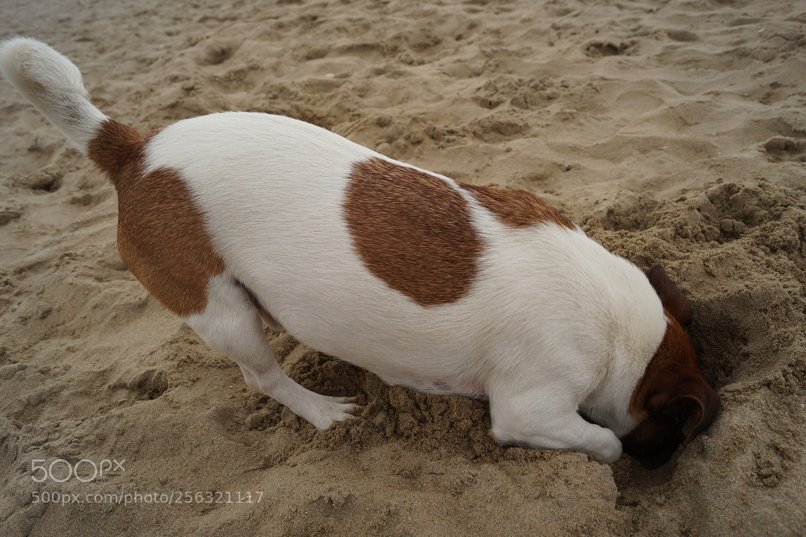 Sony SLT-A58 sample photo. Jack russel dog at photography