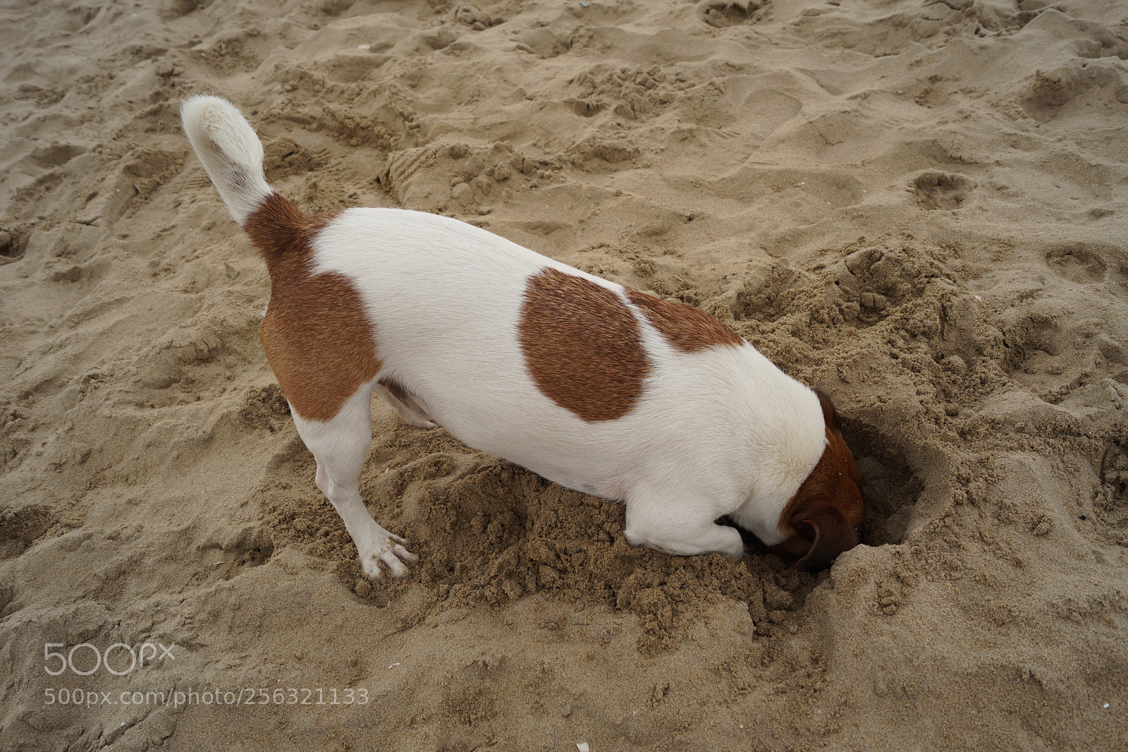 Sony SLT-A58 sample photo. Jack russel dog at photography