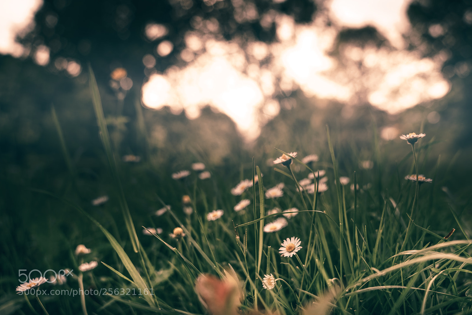 Sony a7R II sample photo. Daisy ii photography
