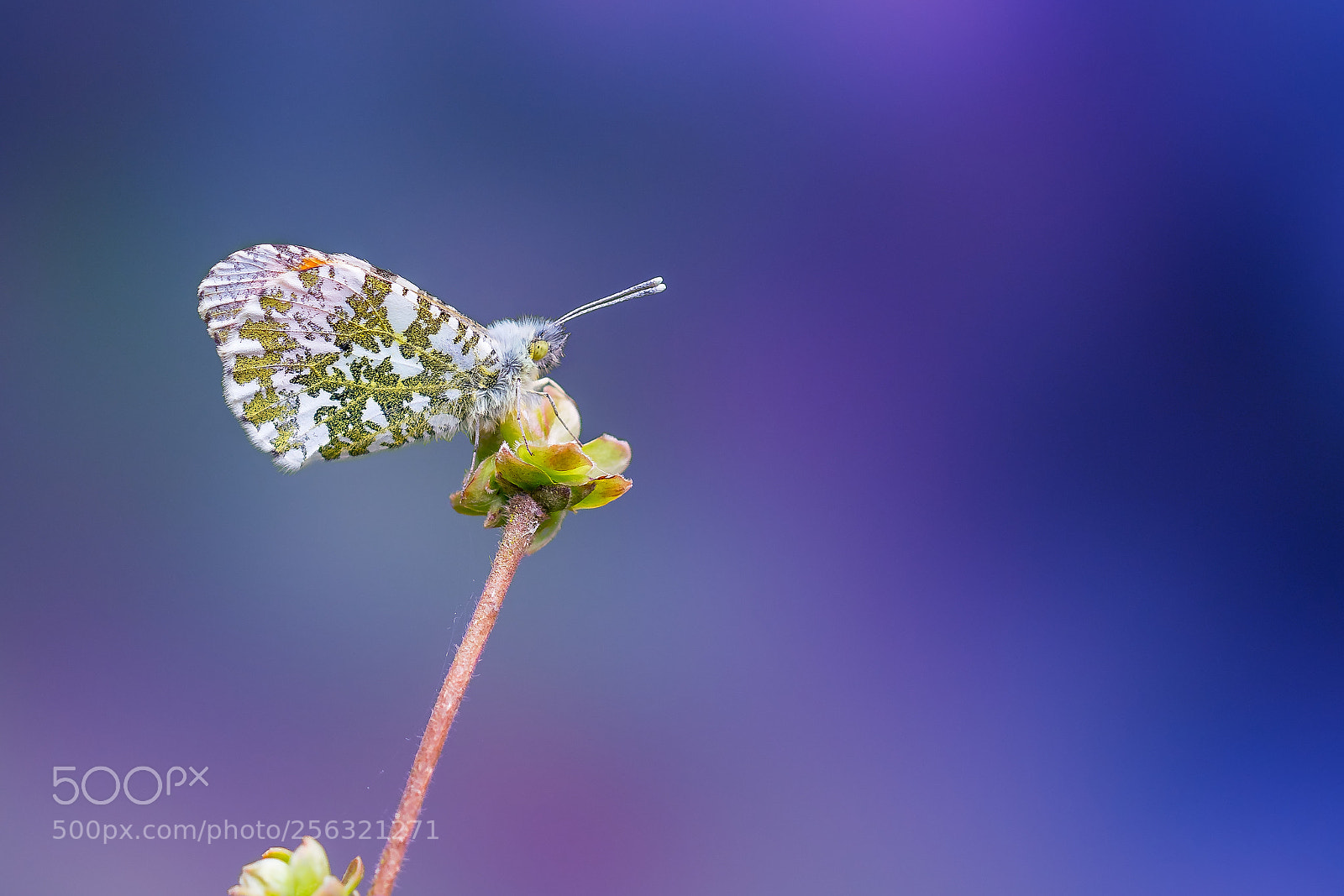 Sony a7R II sample photo. Edge of eternity photography