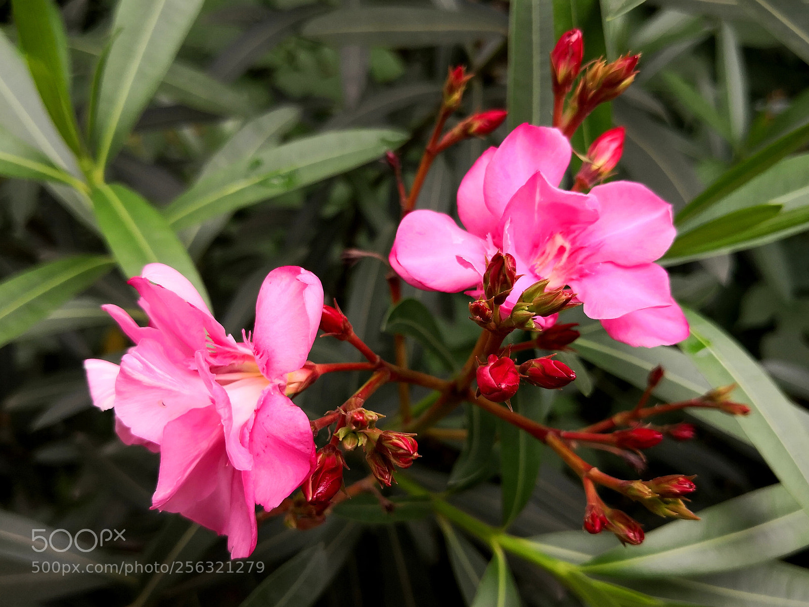 HUAWEI Mate 10 sample photo. Untitled photography