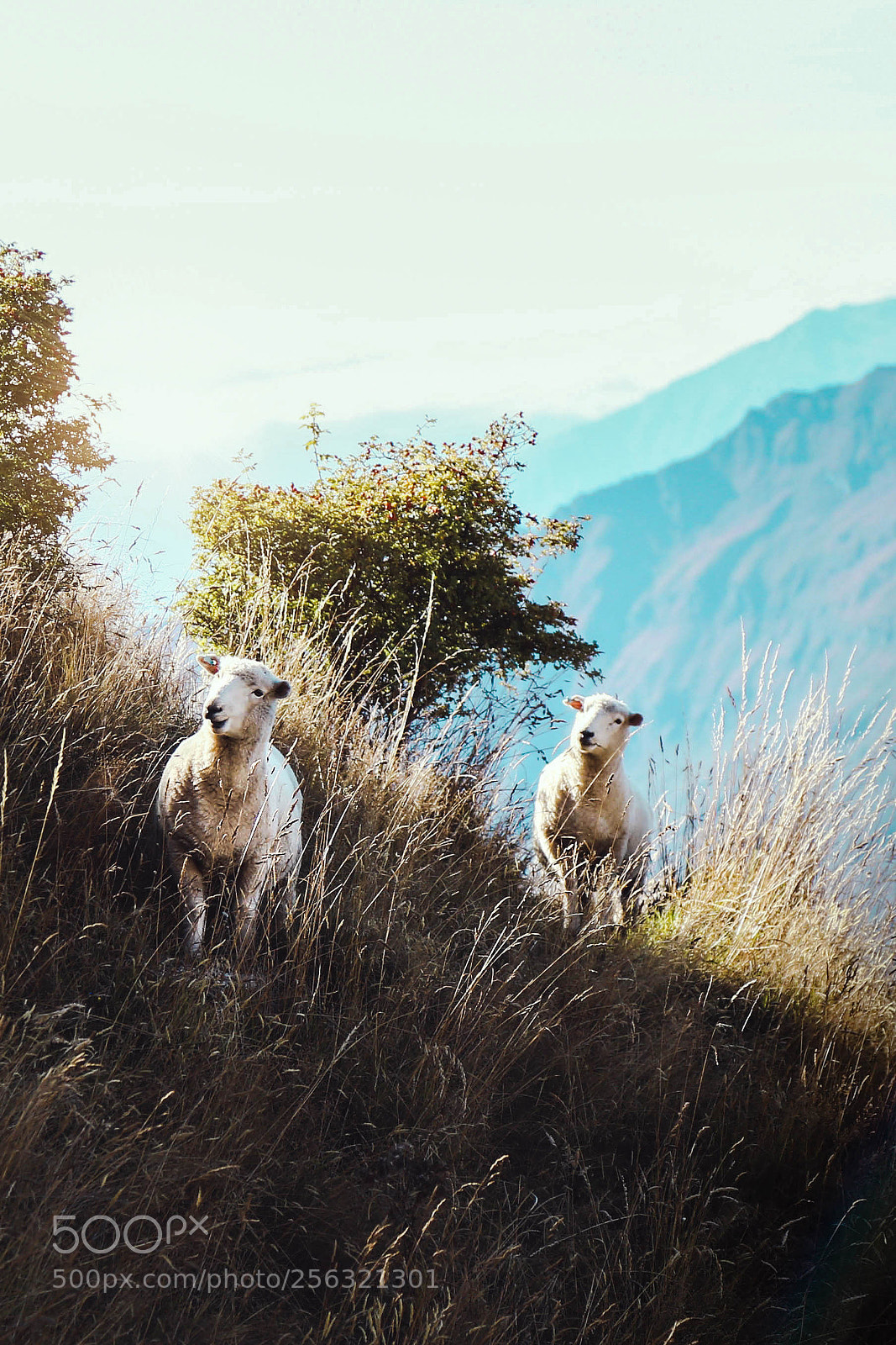 Canon EOS 6D sample photo. Sheep photography