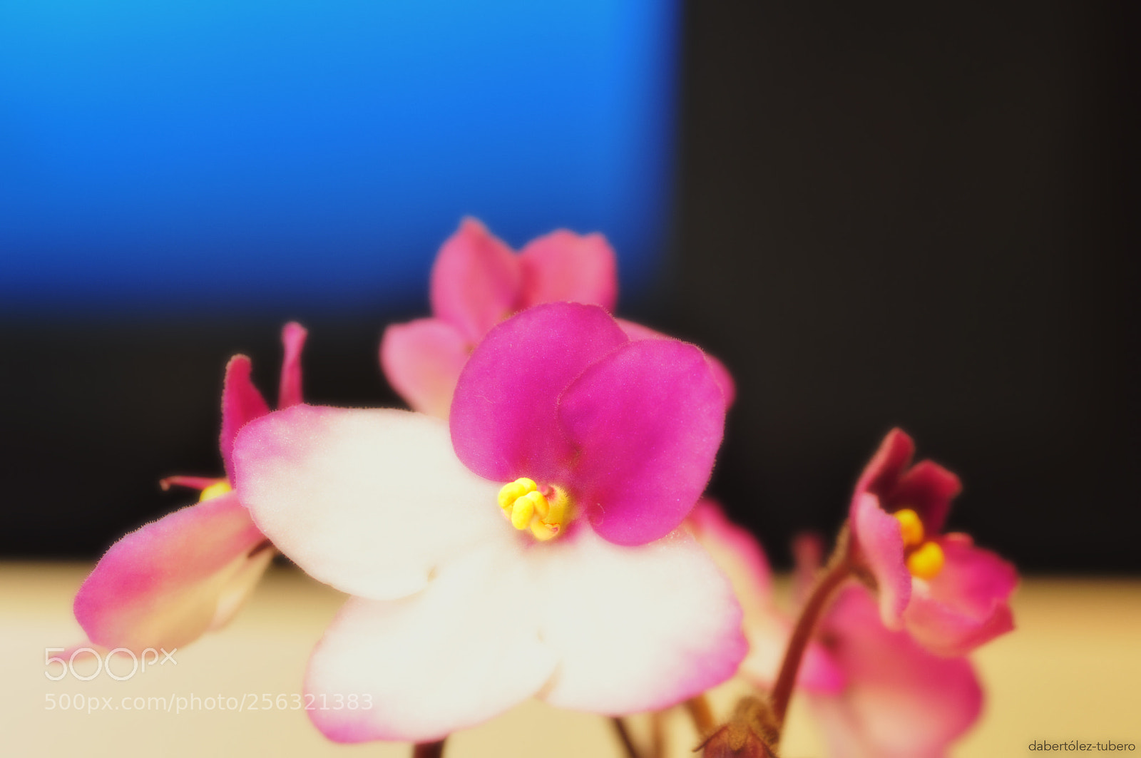 Nikon D90 sample photo. Suavidad photography