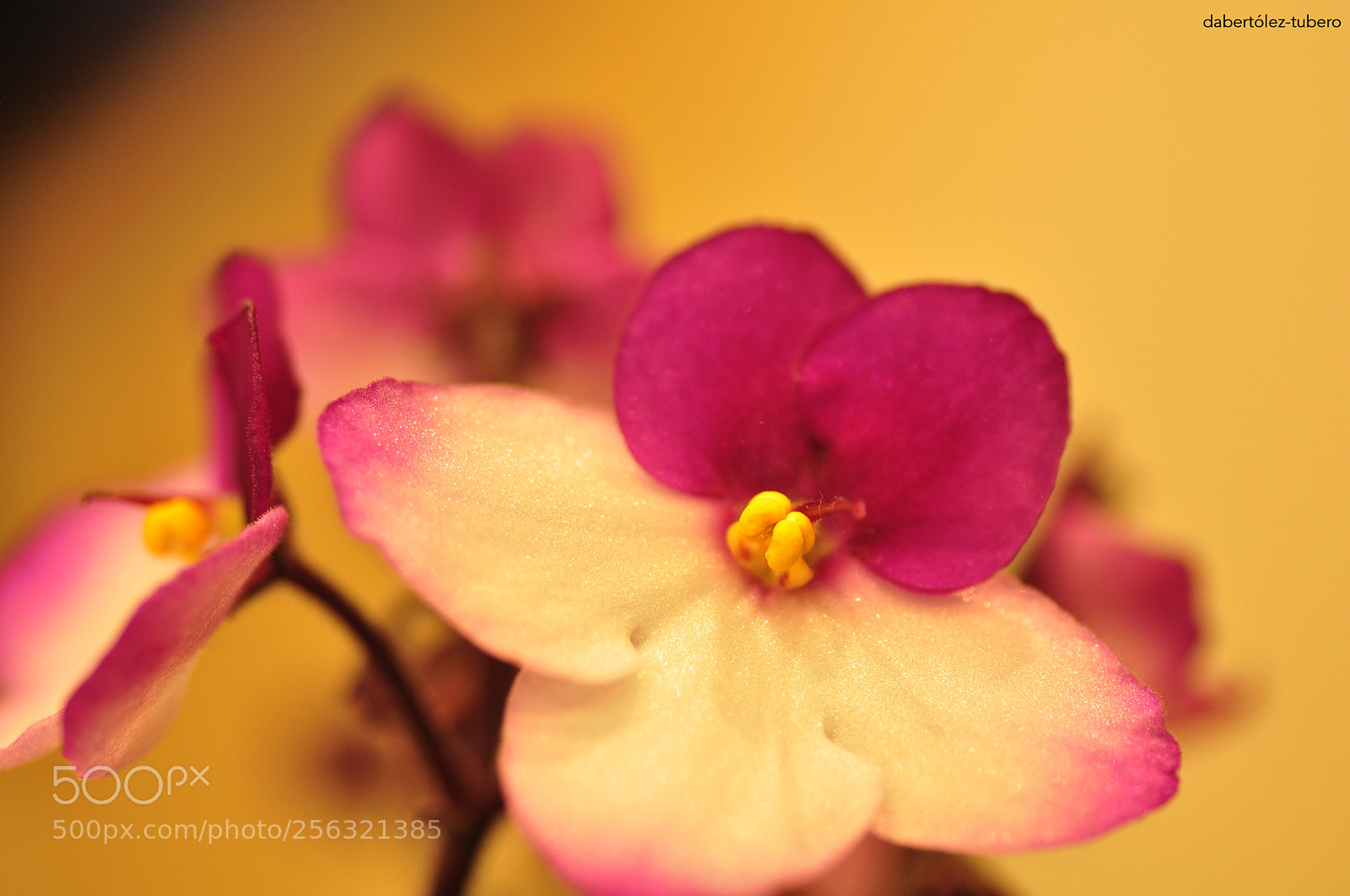 Nikon D90 sample photo. Flores de violeta photography