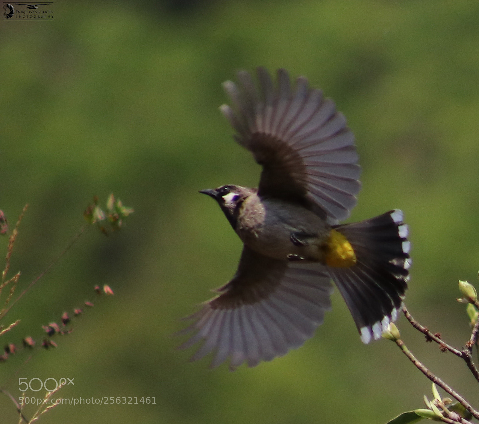 Canon EOS 80D sample photo. उड्नेहरुको पनि आफ्नै पिडा छ हजुर । photography